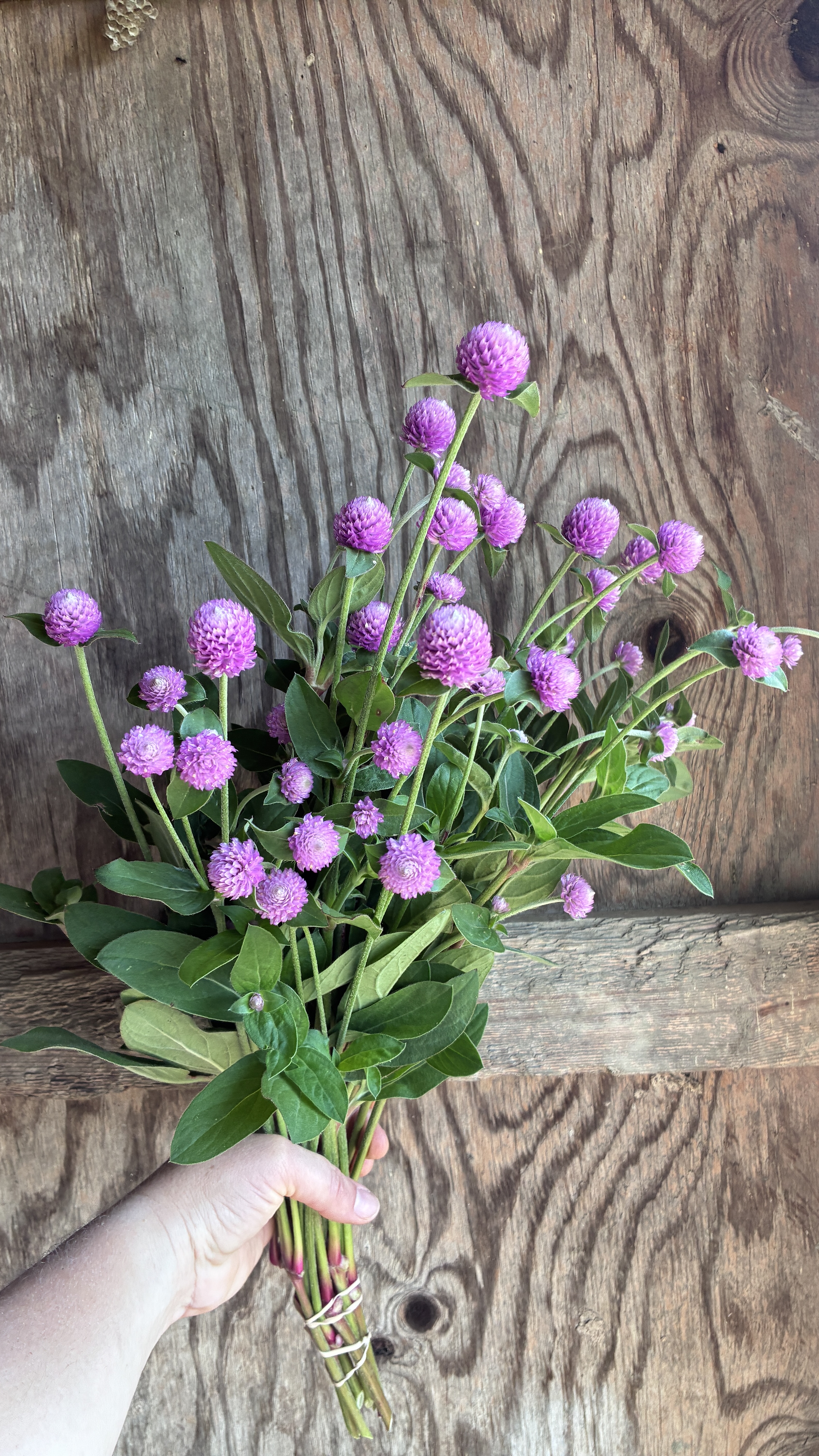GOMPHRENA globosa Audray Pink