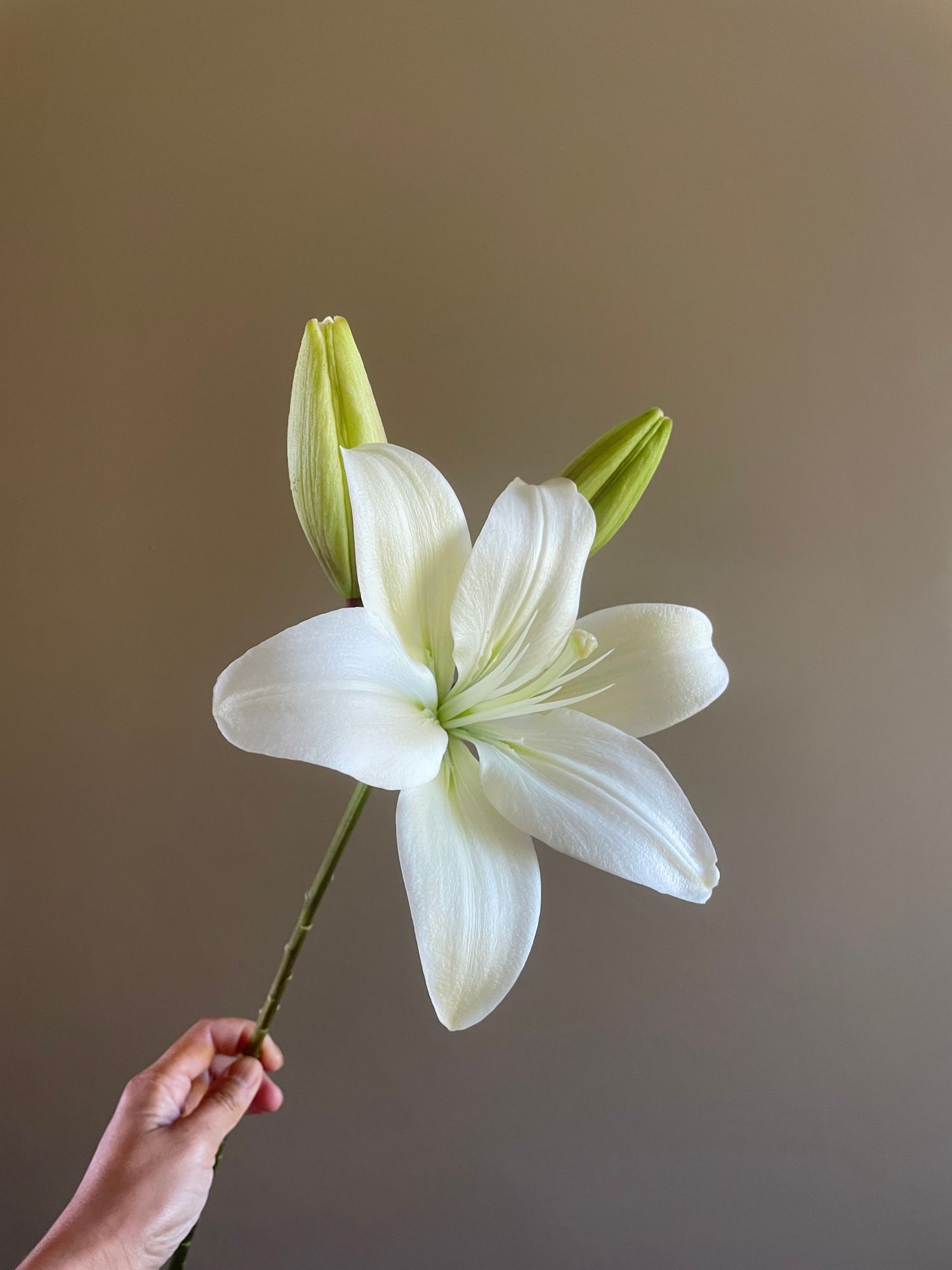 LILIUM longiflorum x asiatic