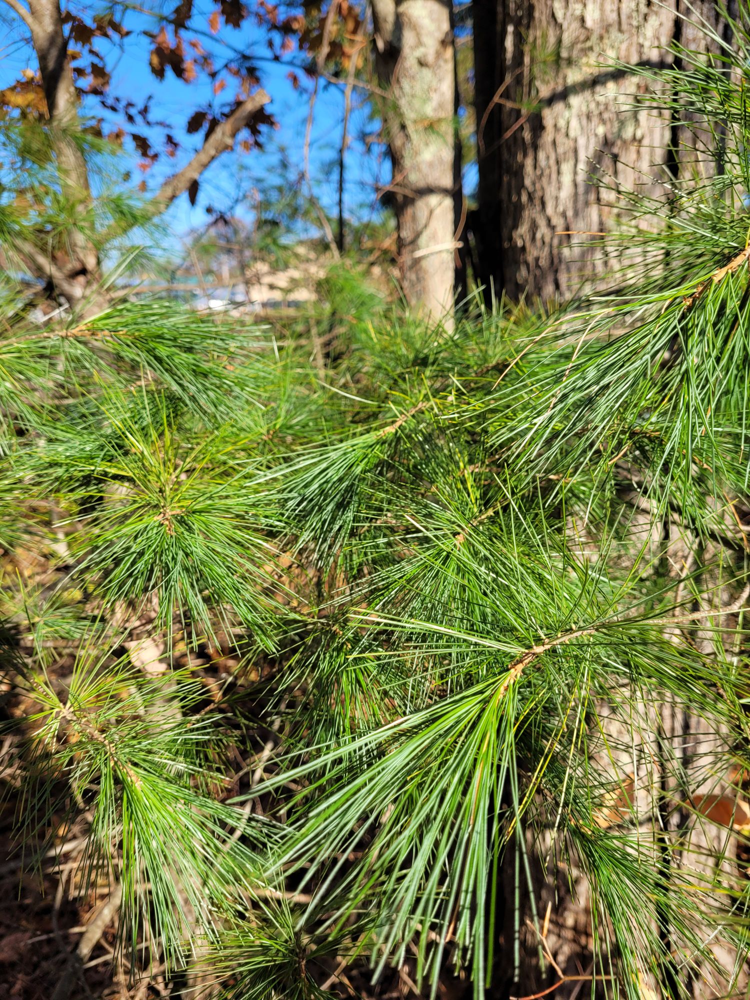PINUS strobus