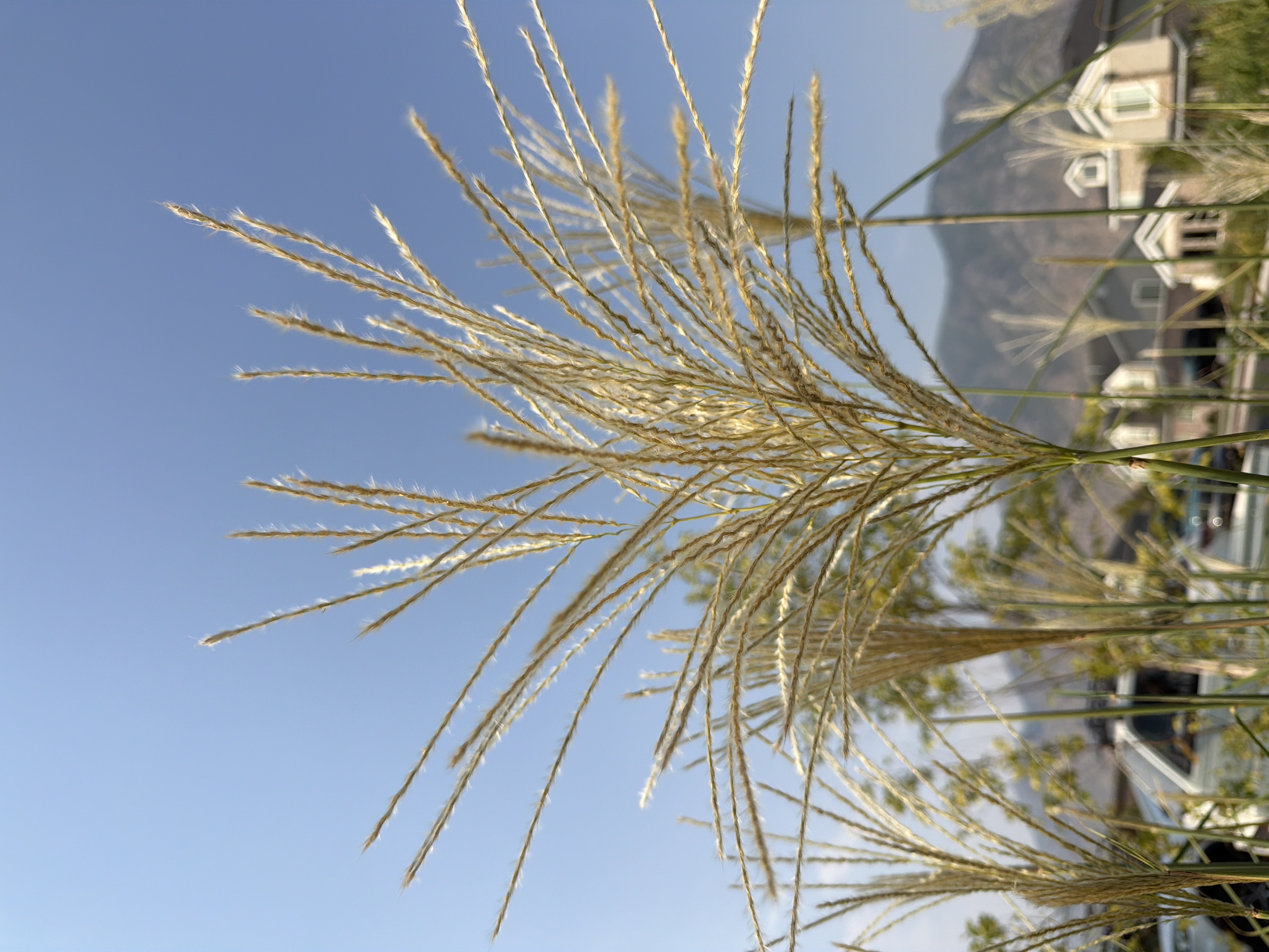 MISCANTHUS sinensis Huron Sunrise