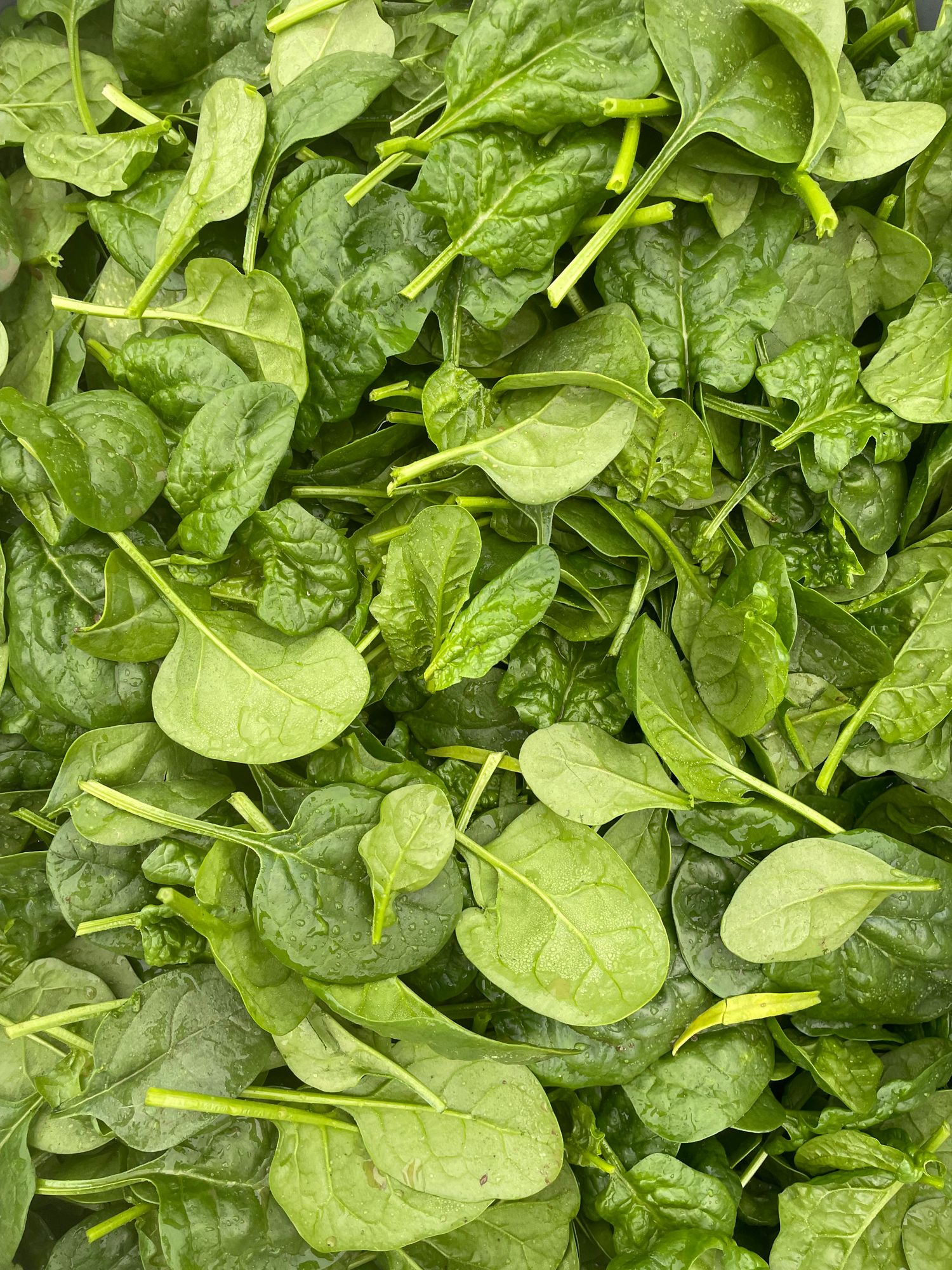 Spinach