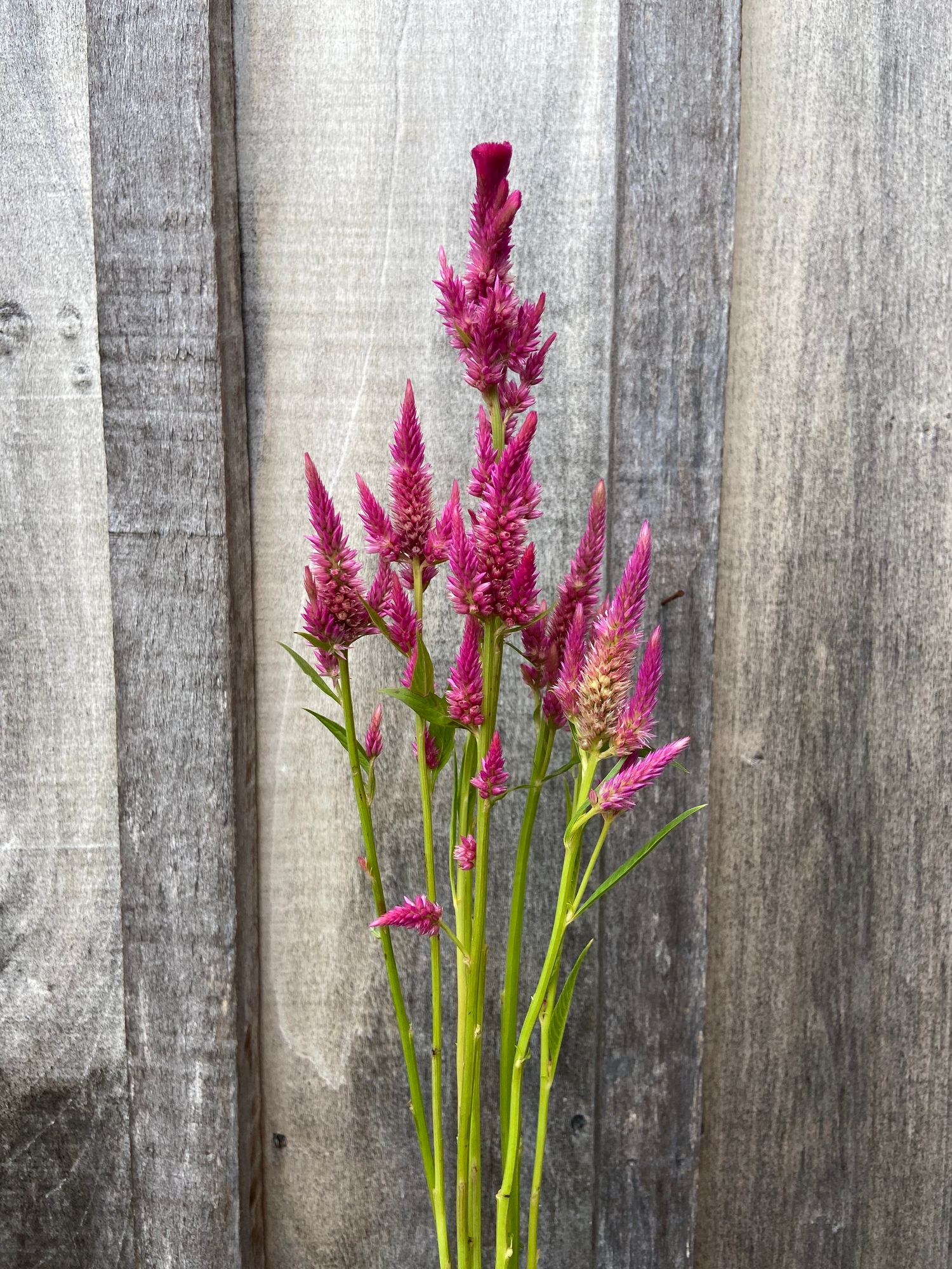 CELOSIA argentea spicata