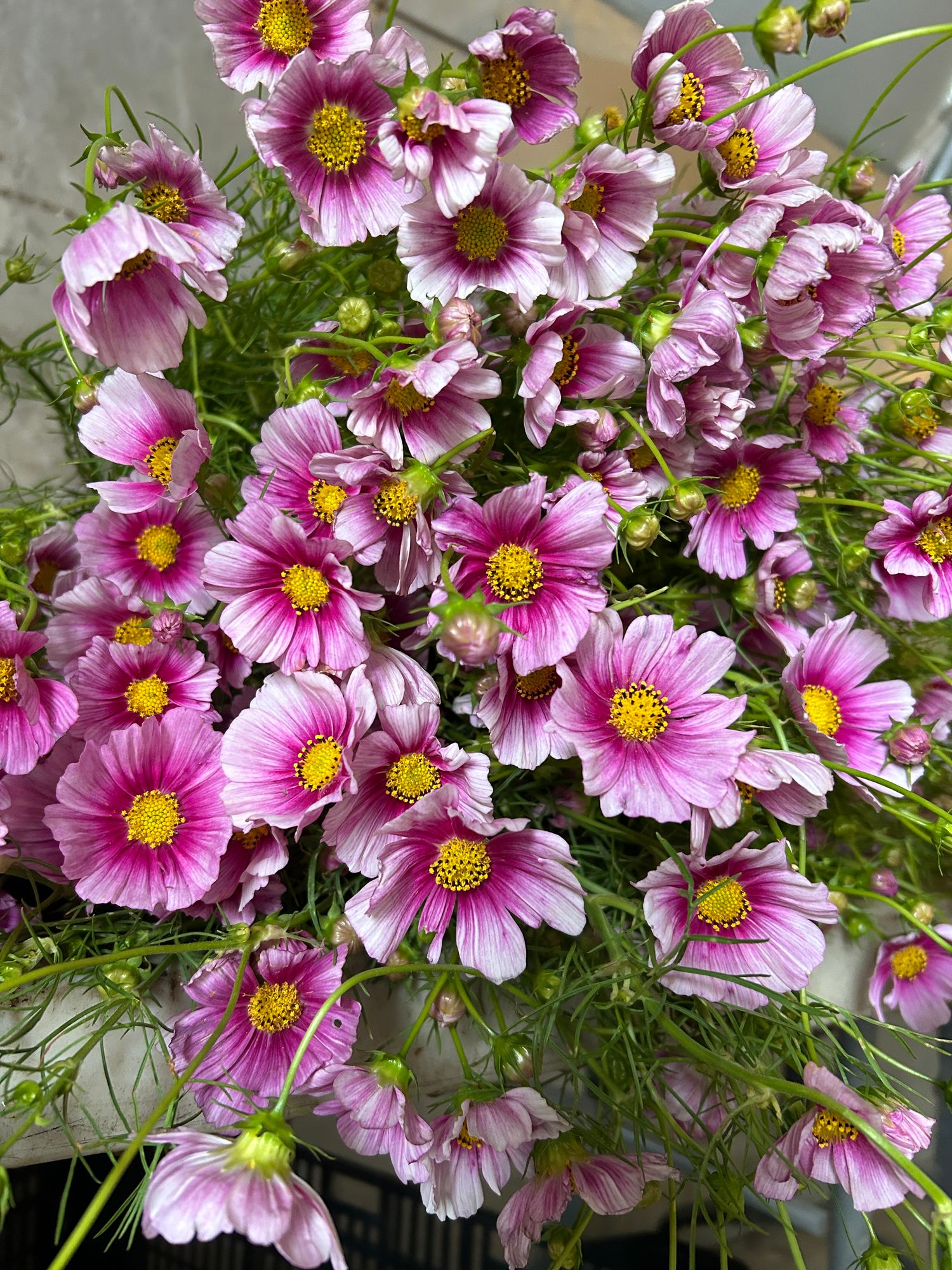 COSMOS bipinnatus Daydream