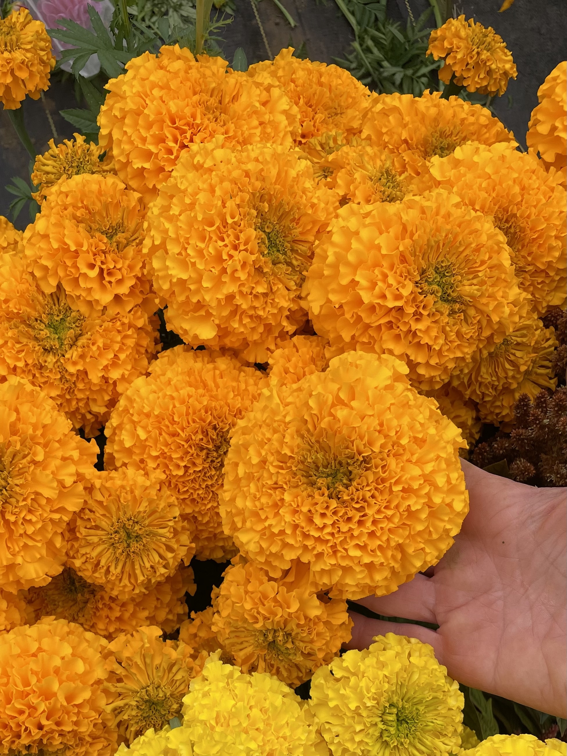 TAGETES erecta Coco Gold