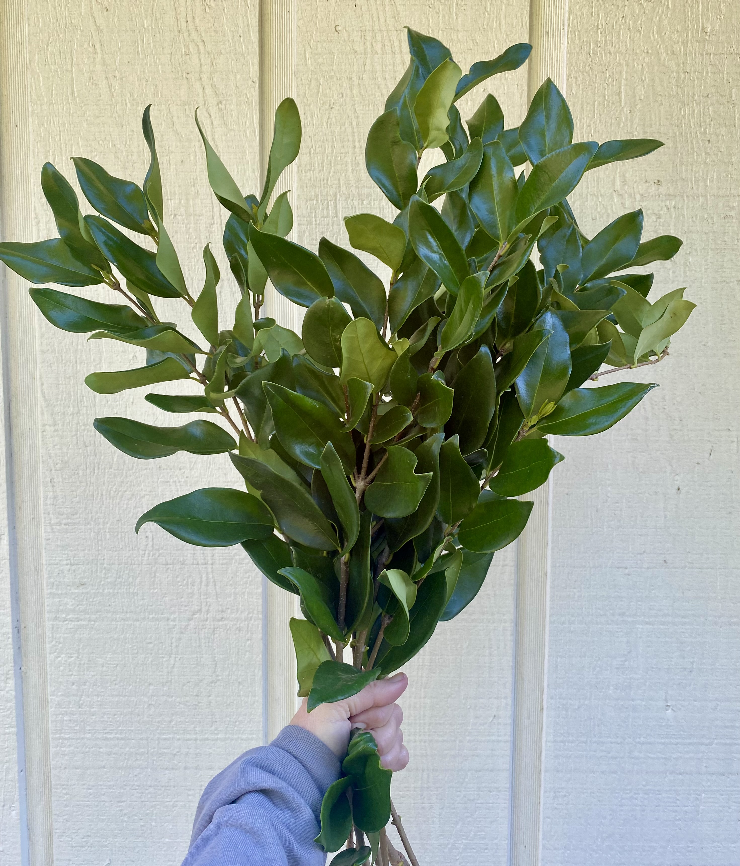 LIGUSTRUM