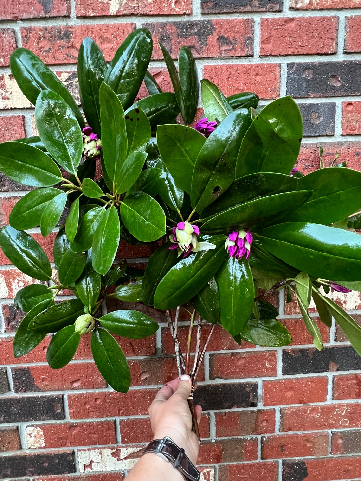 RHODODENDRON