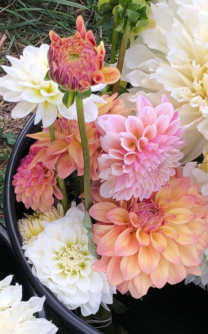 Dahlia bulk bucket