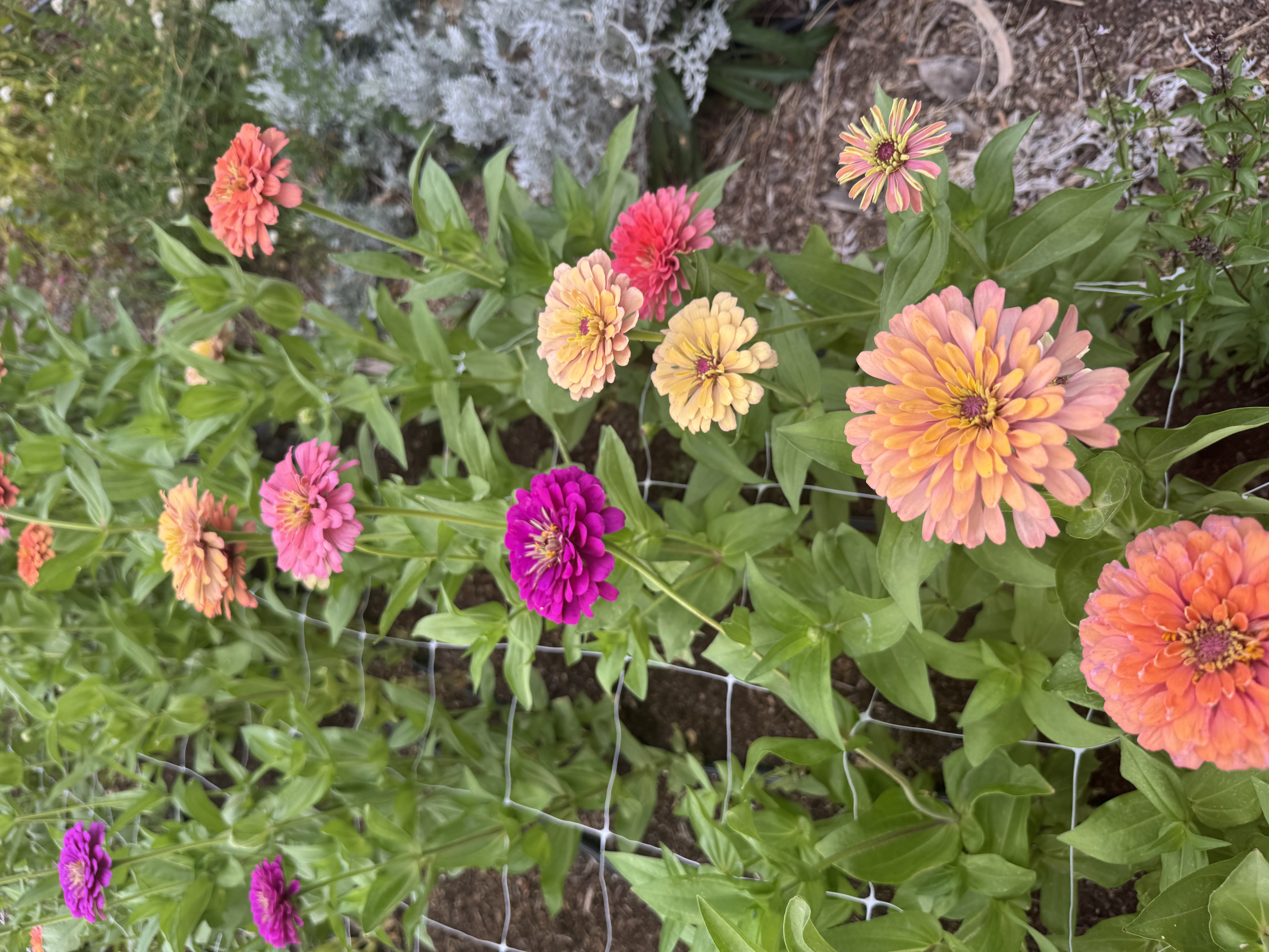 ZINNIA elegans Benary's Giant