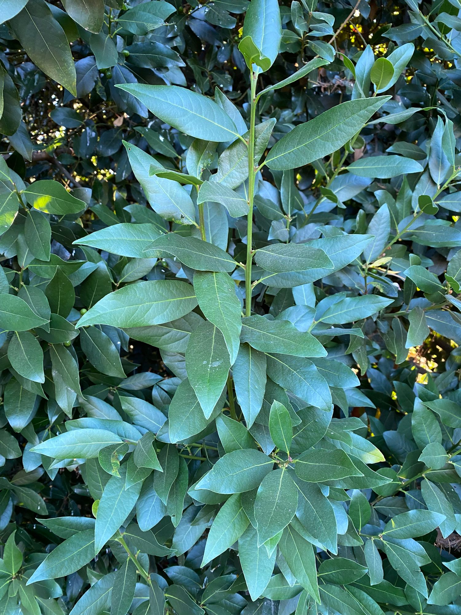 LAURUS nobilis