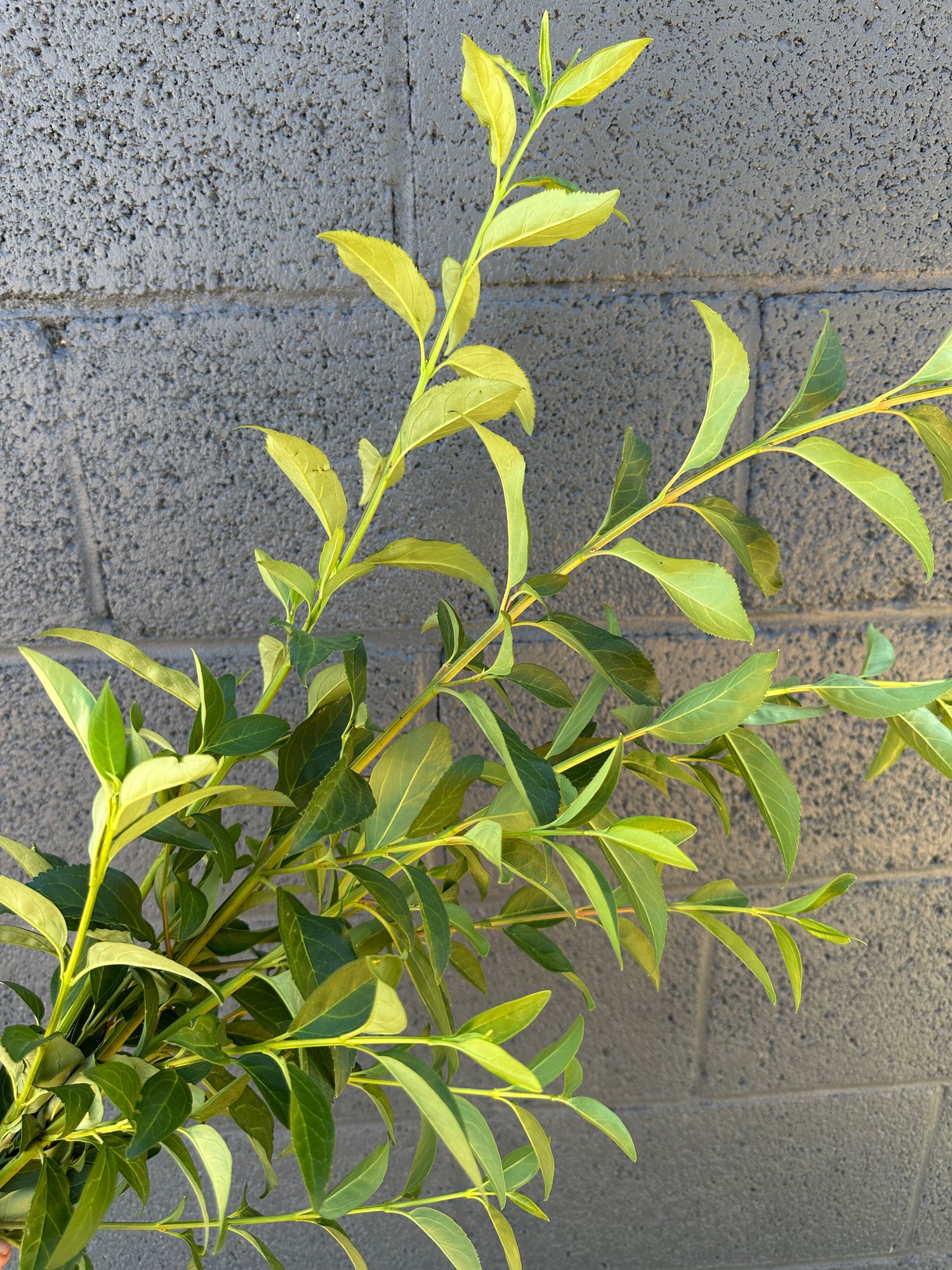 FORSYTHIA x intermedia Show Off