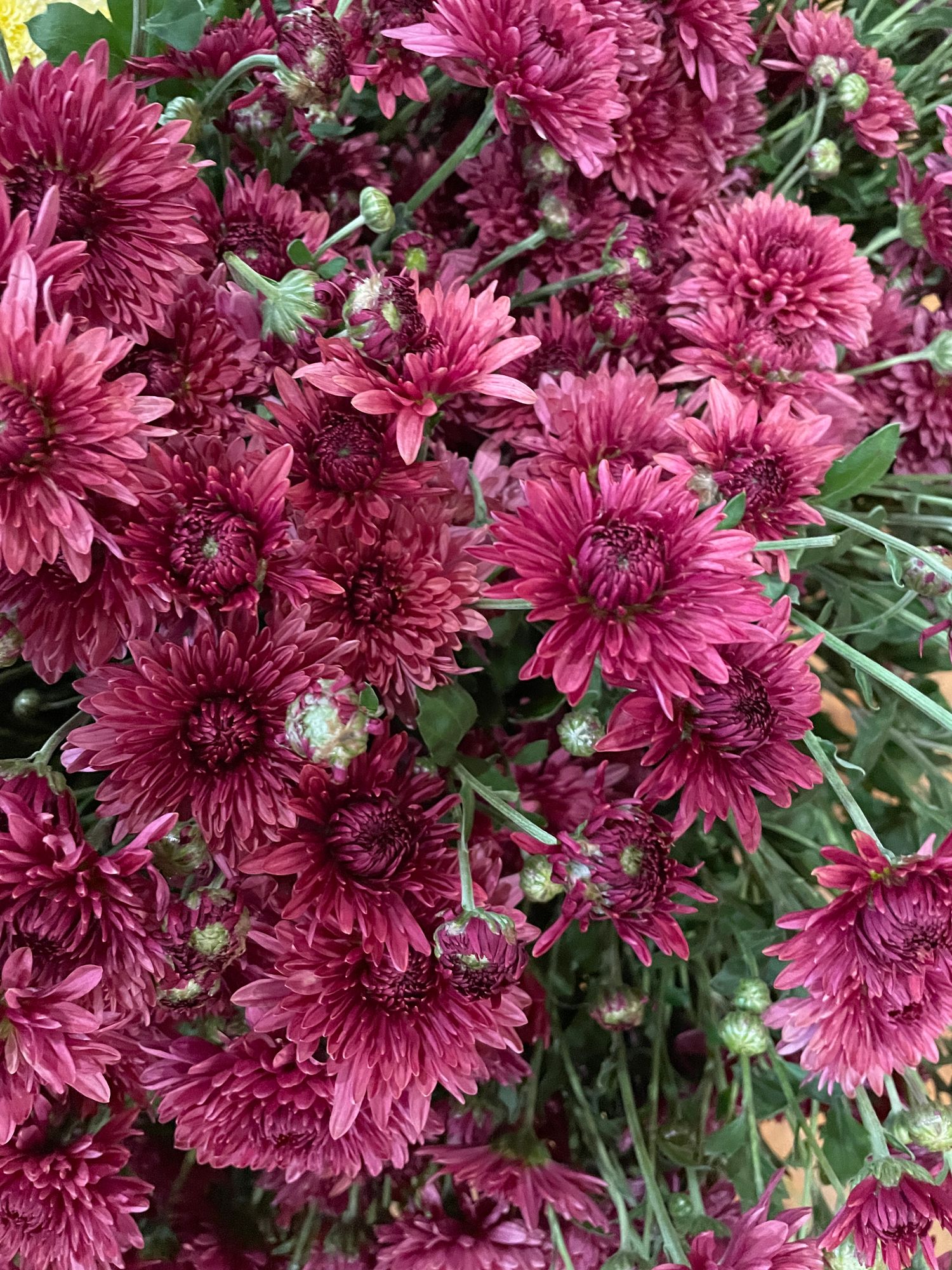 CHRYSANTHEMUM