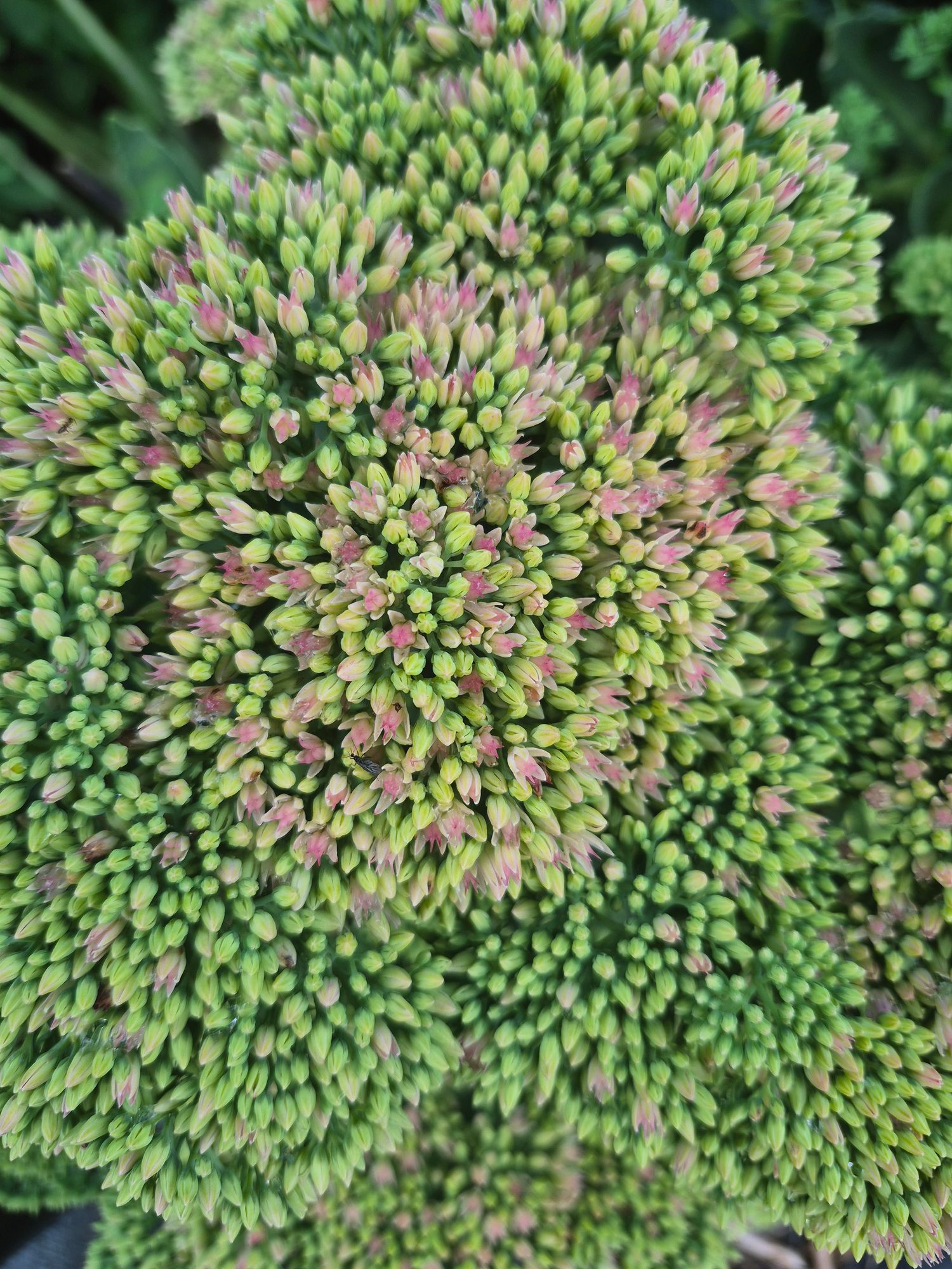HYLOTELEPHIUM spectabile Autumn Fire