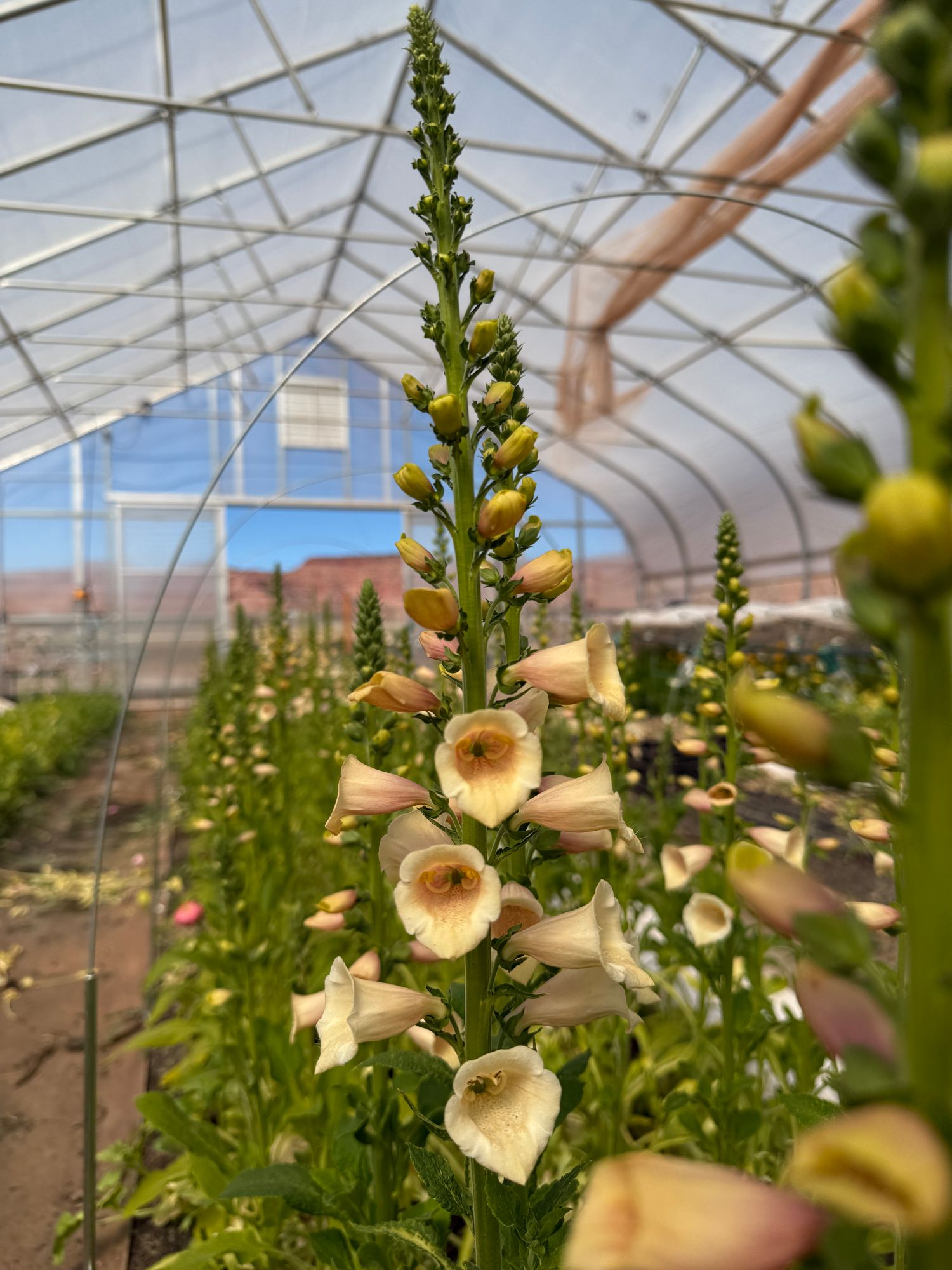 DIGITALIS purpurea Dalmatian Peach