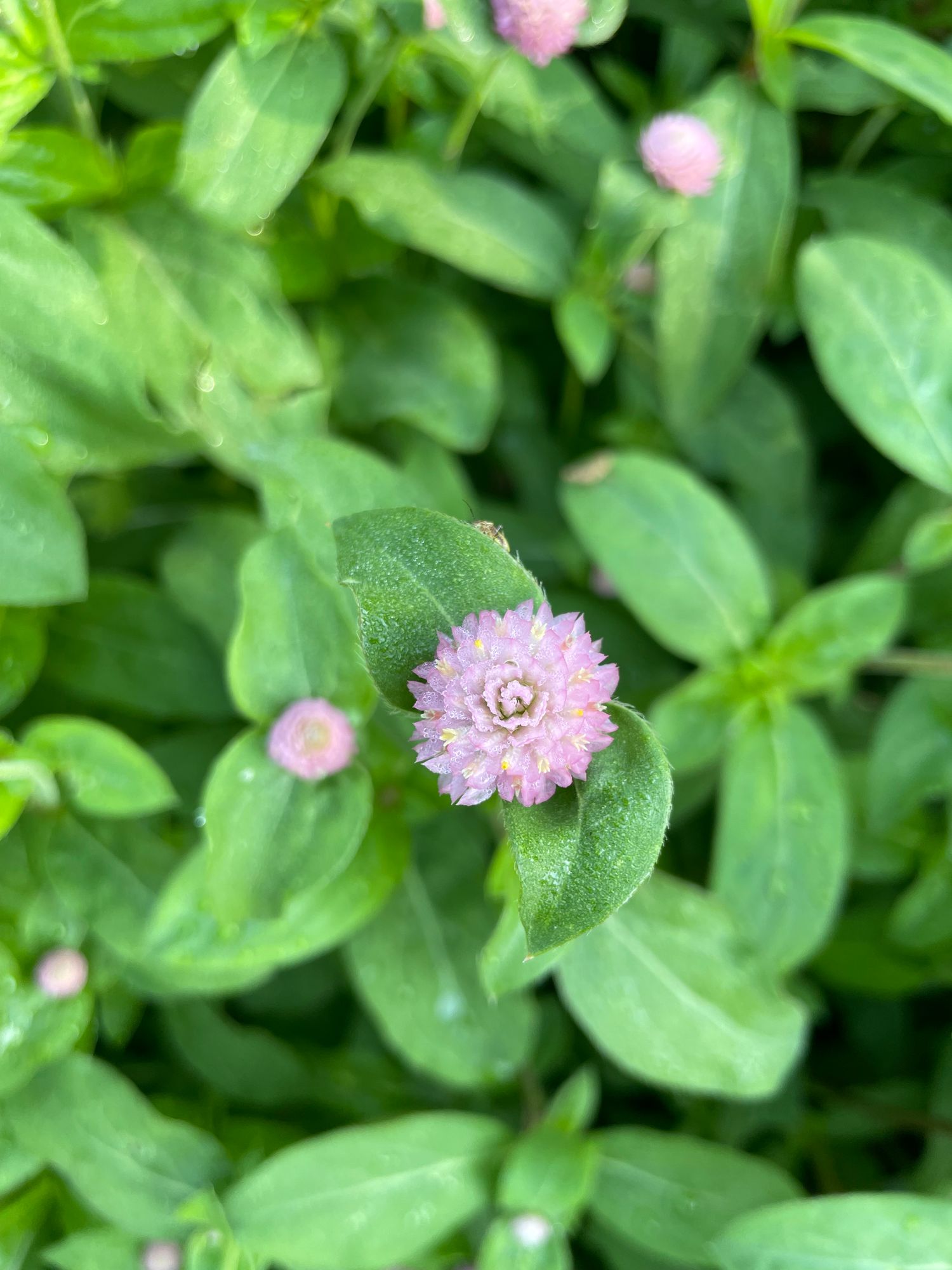 GOMPHRENA globosa Raspberry Cream