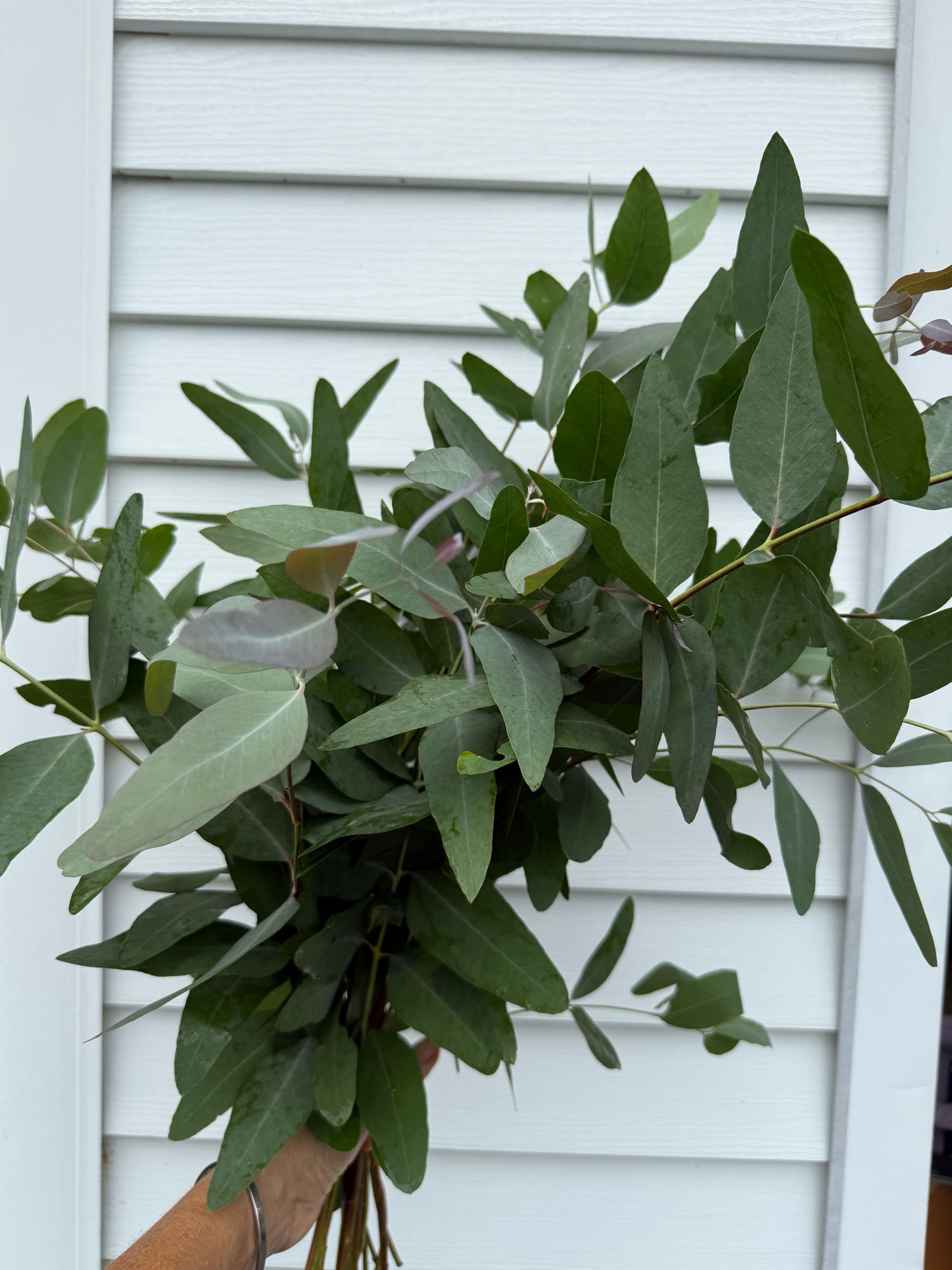 EUCALYPTUS macrocarpa