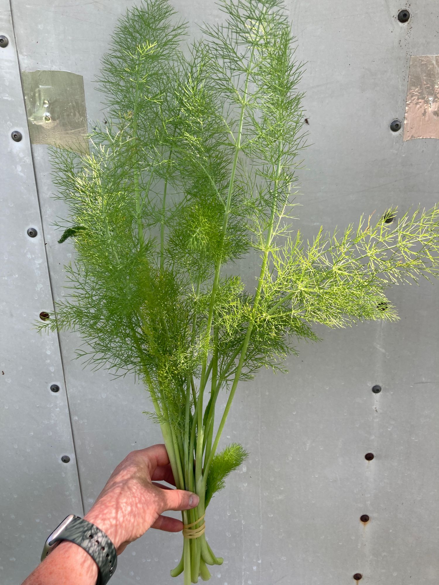 FOENICULUM vulgare
