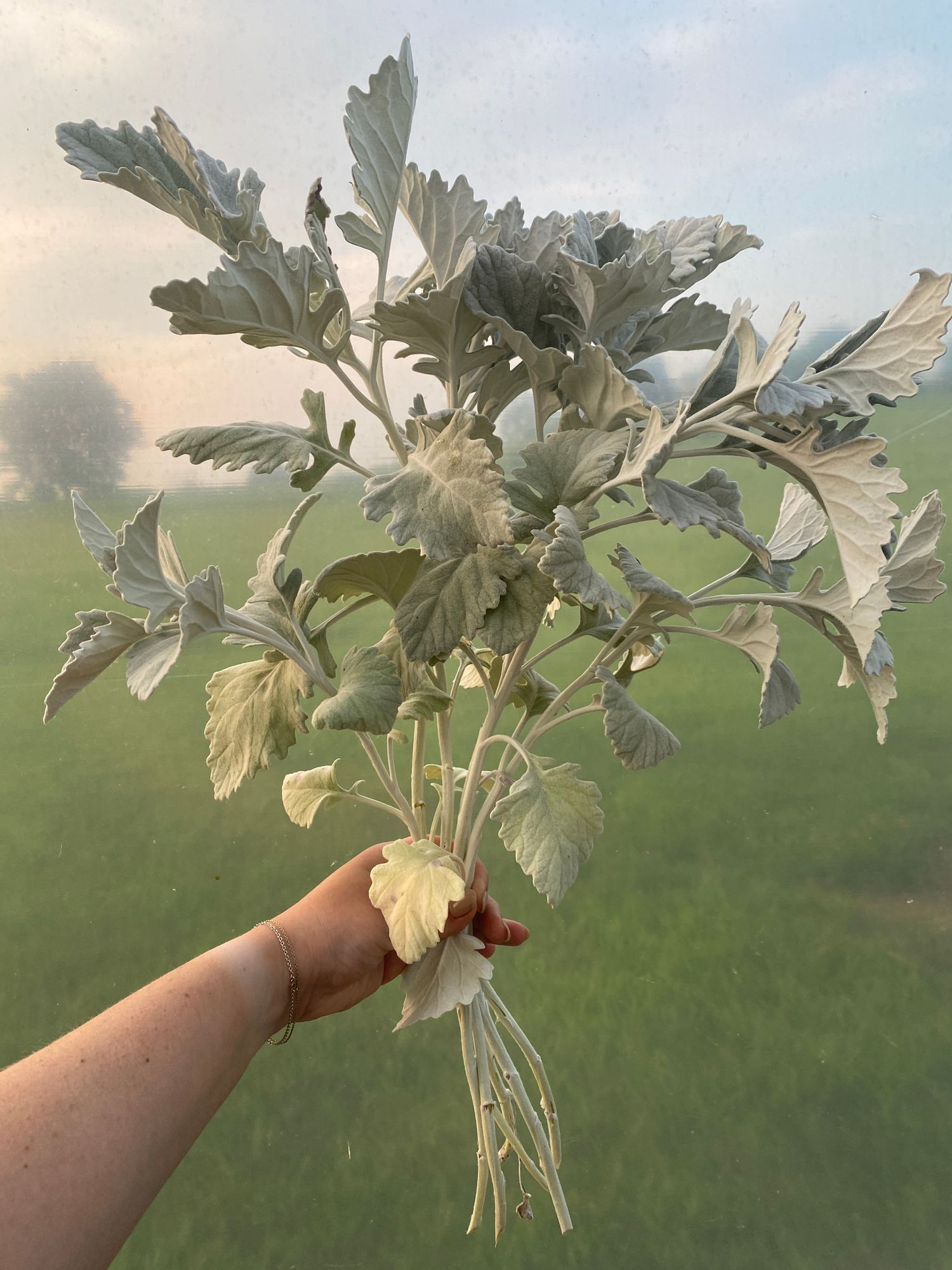 SENECIO cineraria Candicans