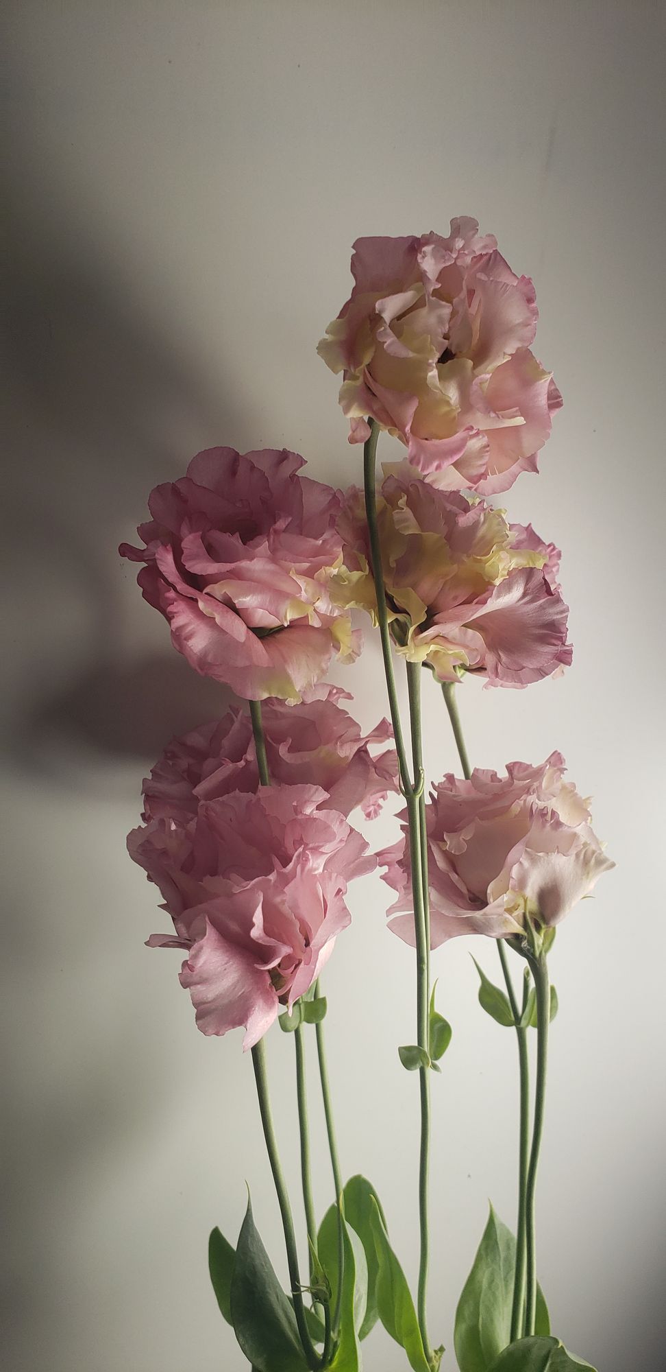 EUSTOMA grandiflorum Celeb