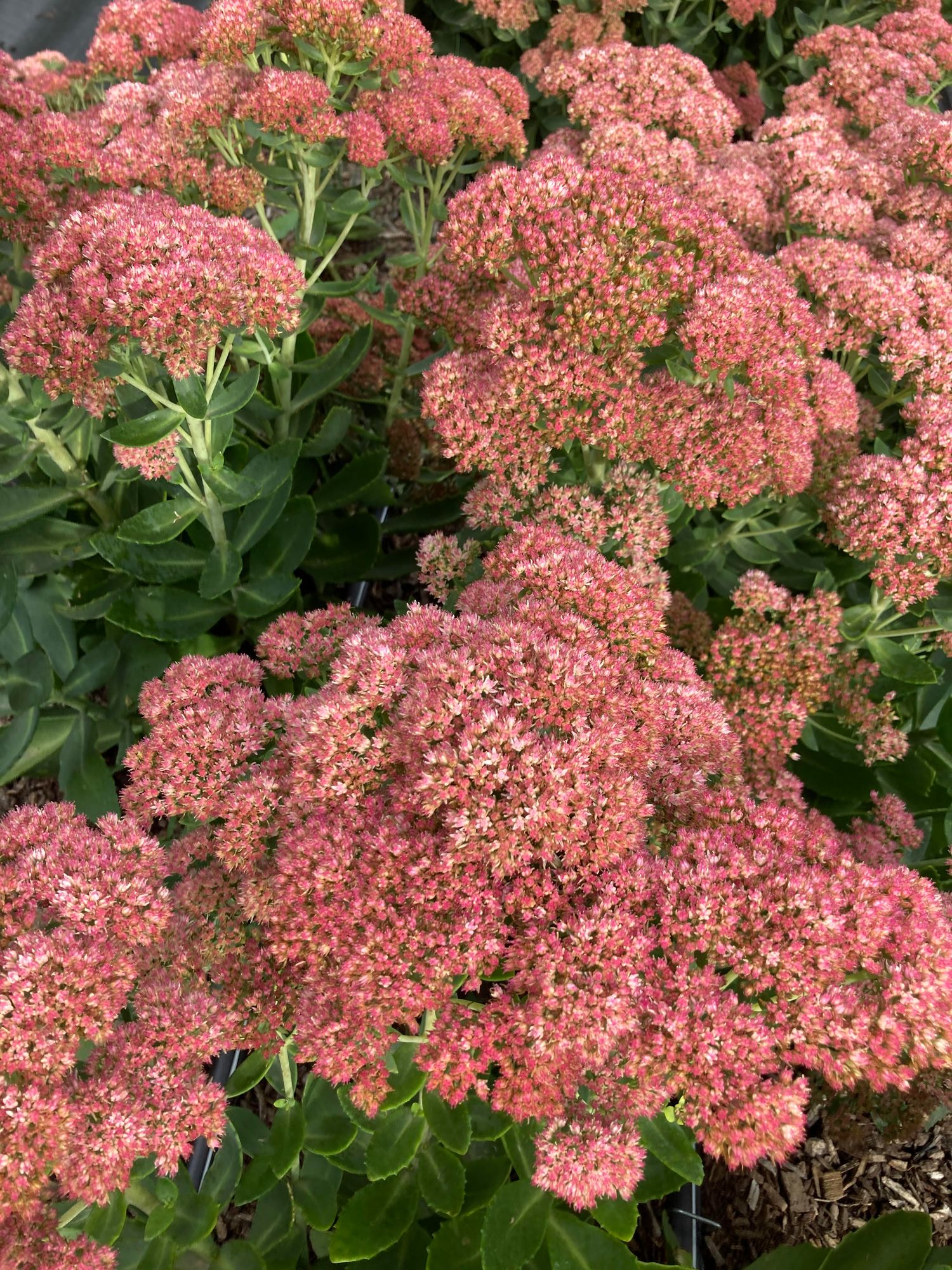 HYLOTELEPHIUM spectabile Autumn Joy