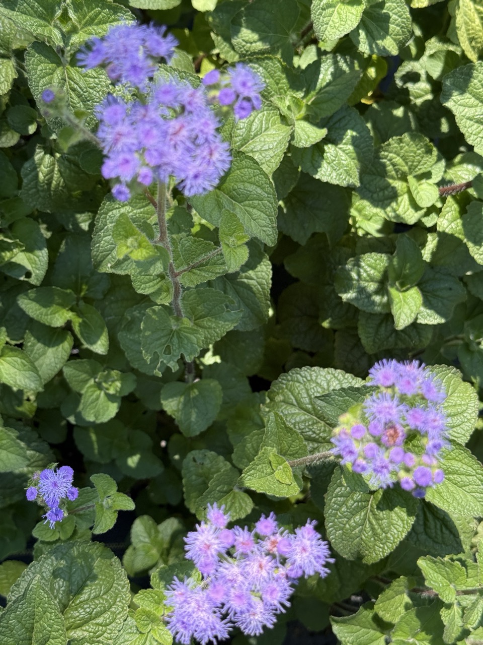 AGERATUM houstonianum Blue Horizon