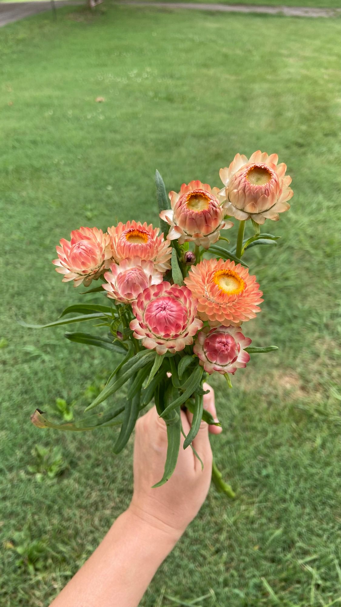 XEROCHRYSUM bracteatum Apricot Peach