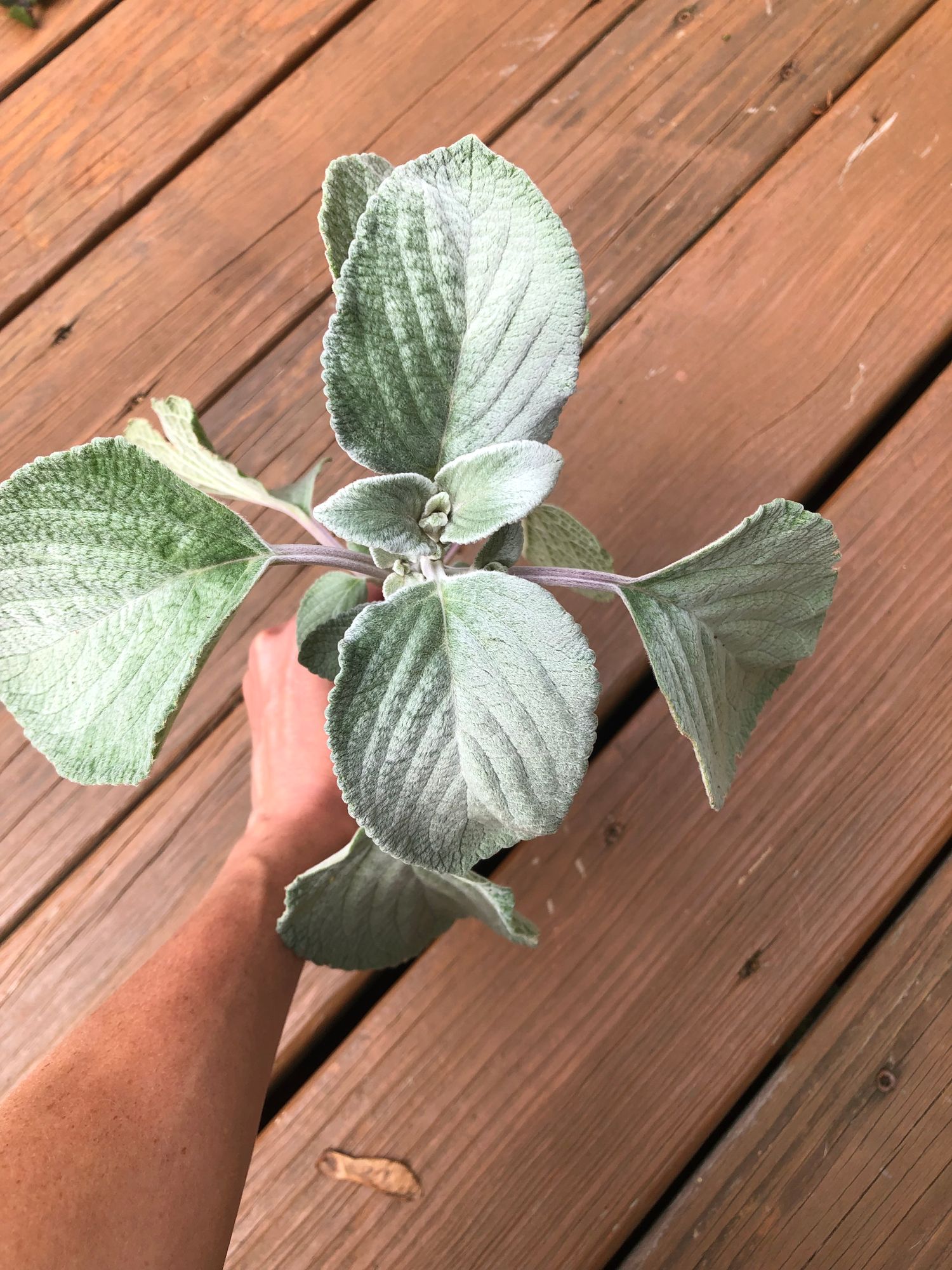 PLECTRANTHUS argentatus