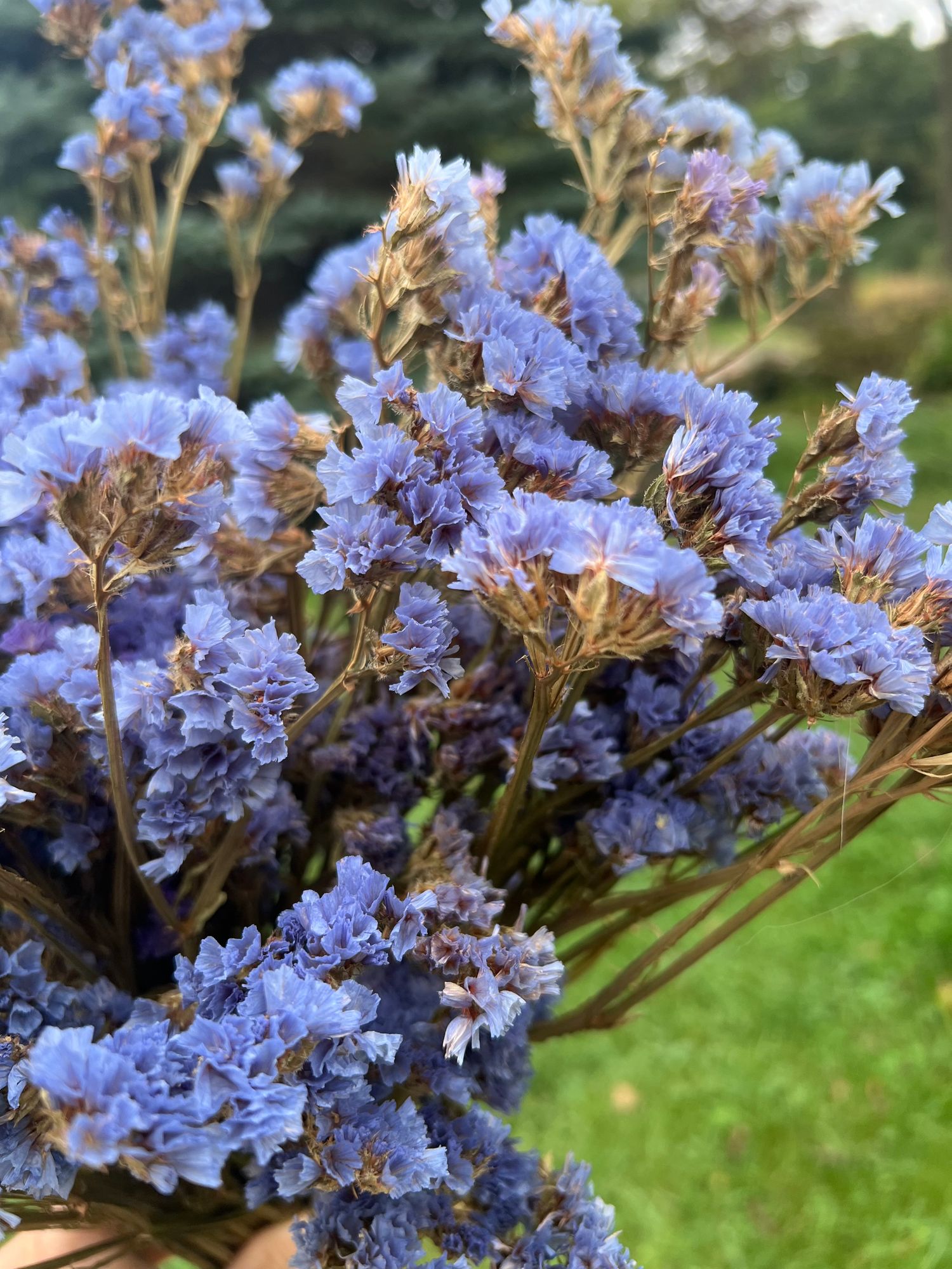 LIMONIUM sinuatum