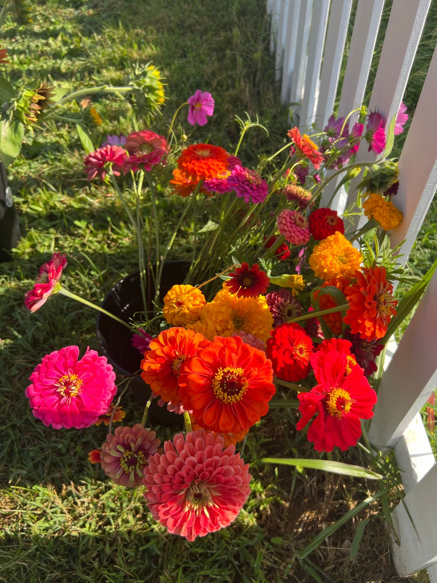 ZINNIA elegans Benarys Giant