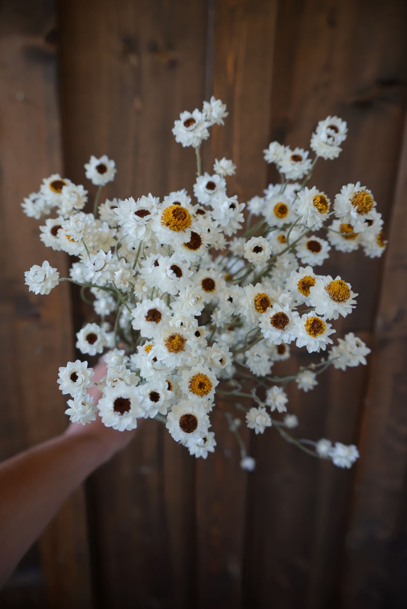 AMMOBIUM alatum