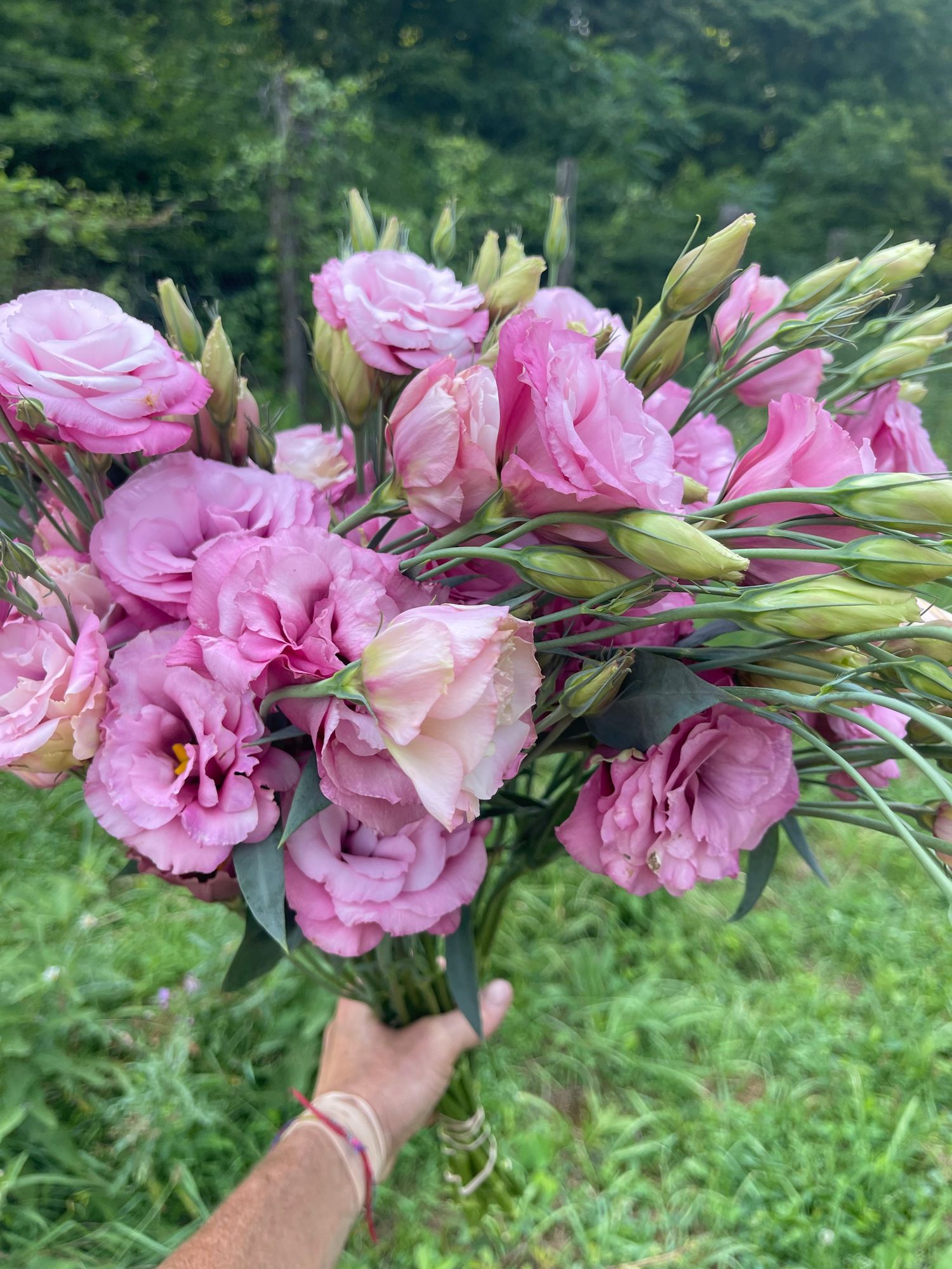 EUSTOMA grandiflorum Advantage Cherry Sorbet