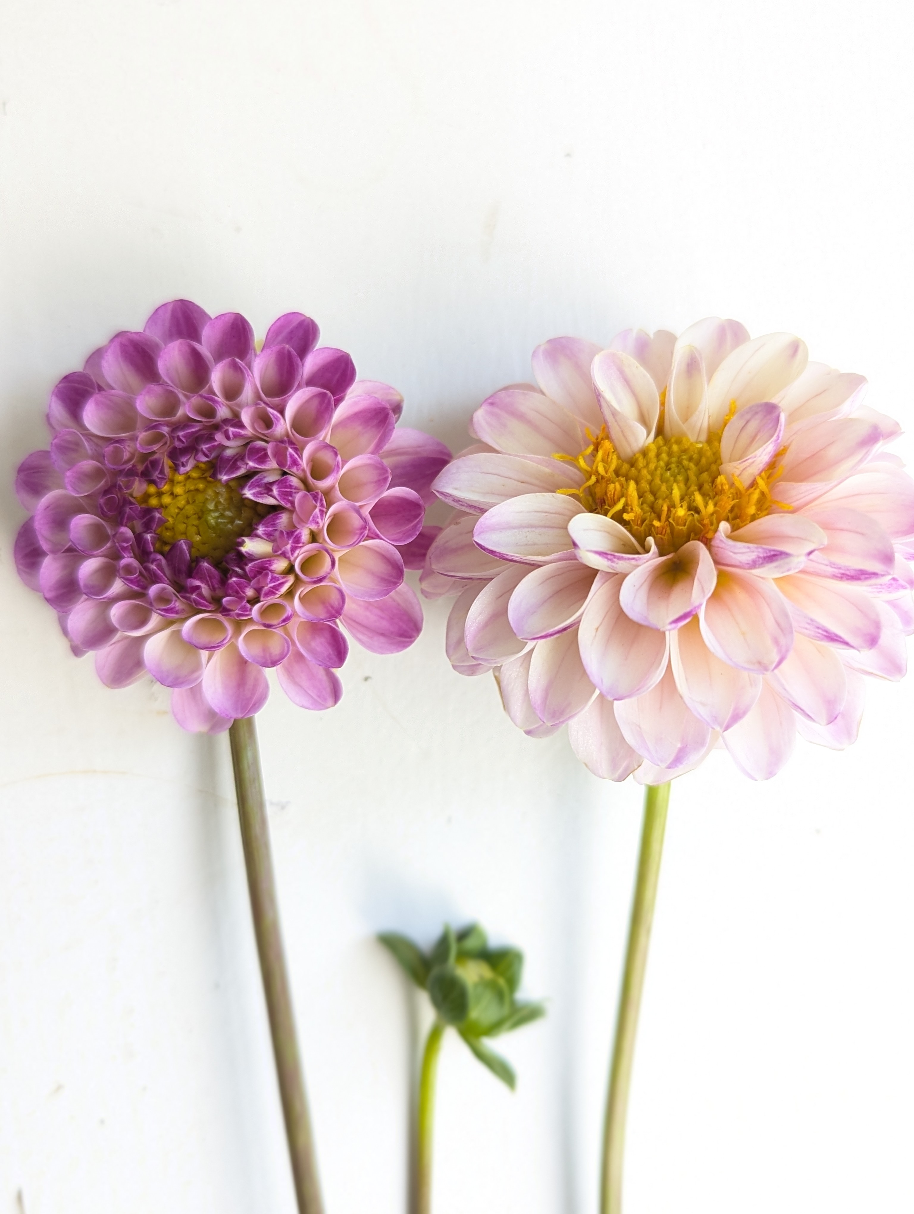 DAHLIA Bloomquist Wonderful