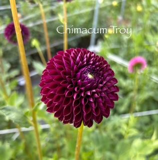 DAHLIA