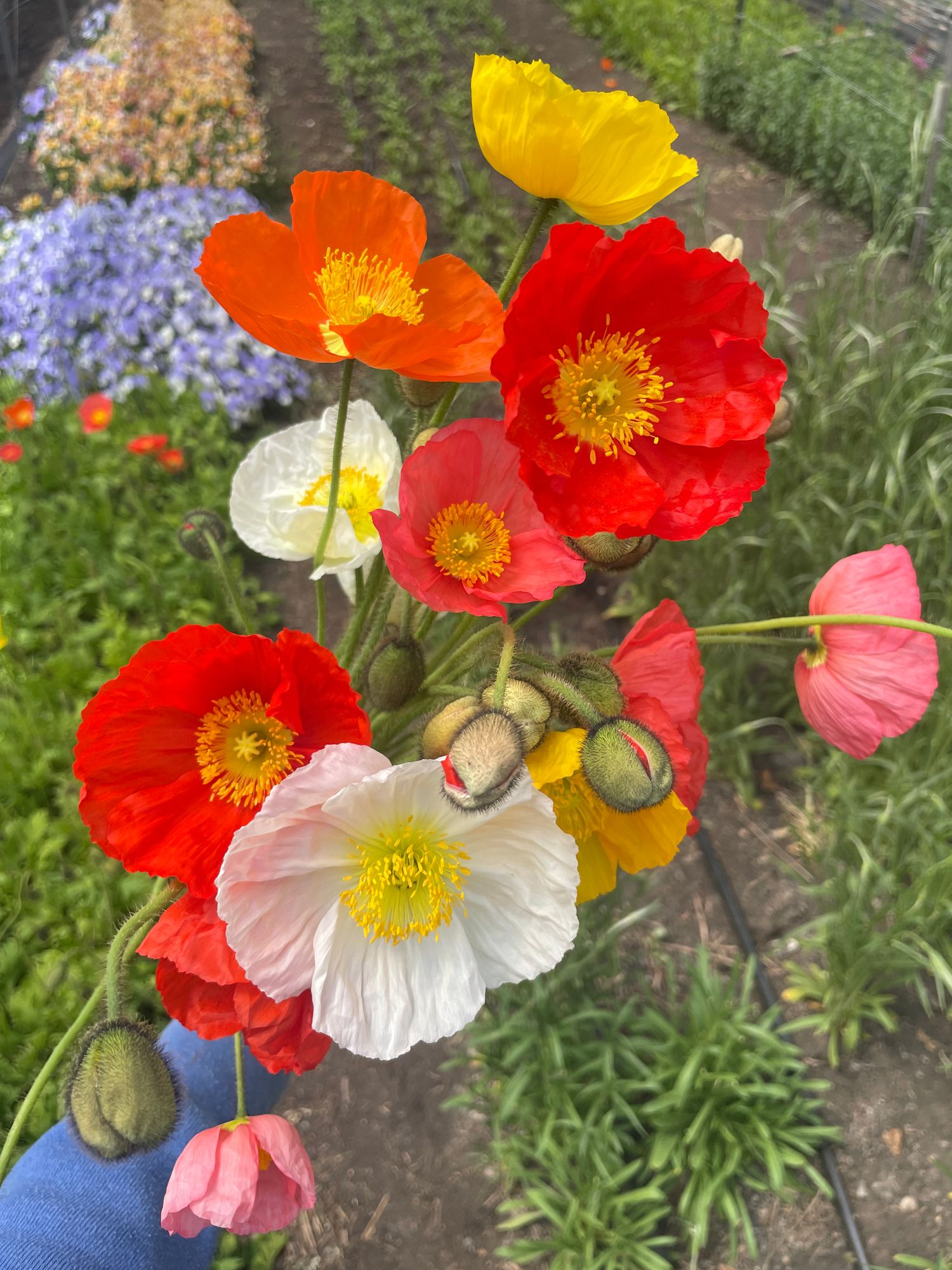 PAPAVER nudicaule Champagne Bubbles