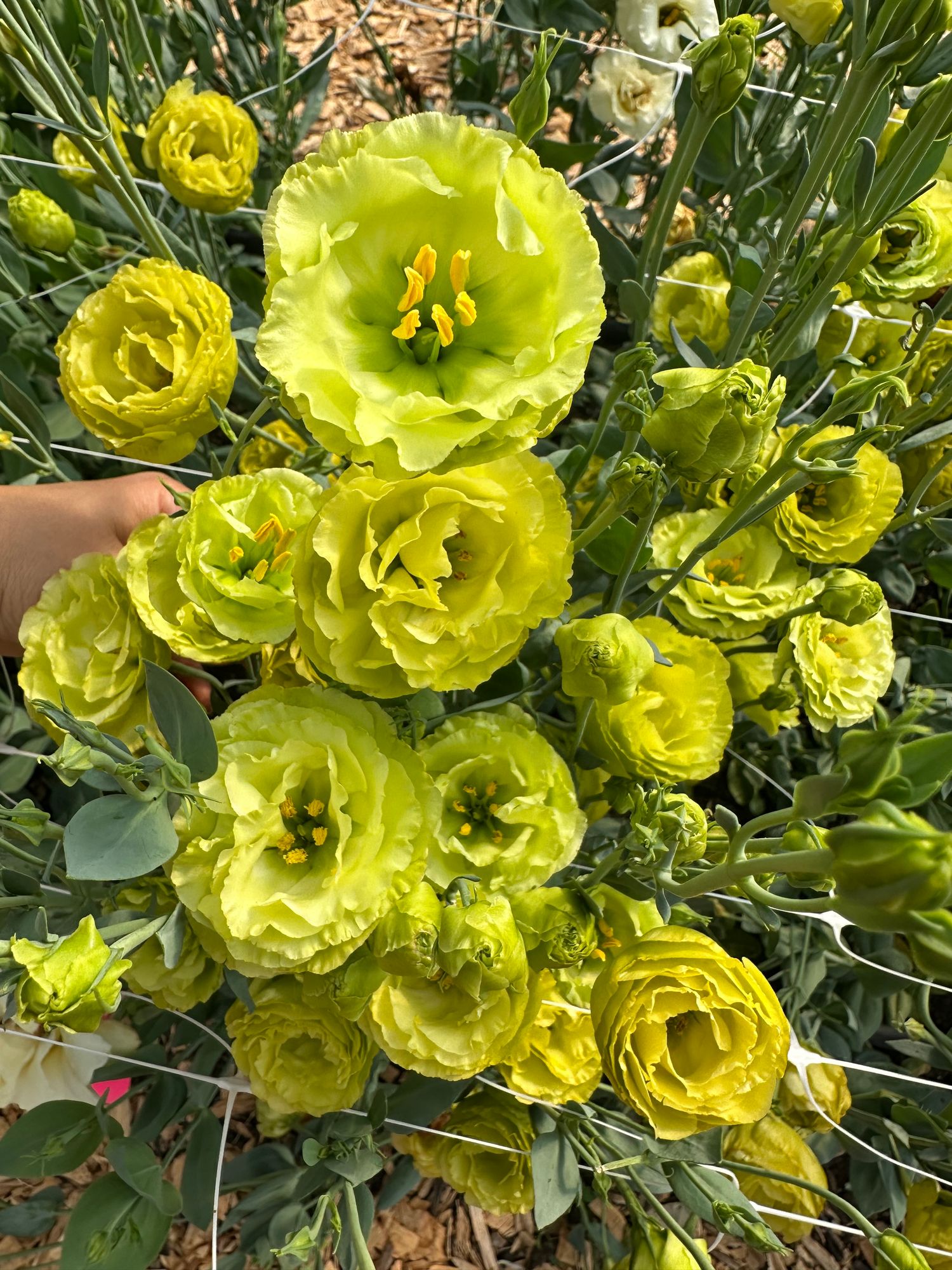 EUSTOMA grandiflorum Rosanne