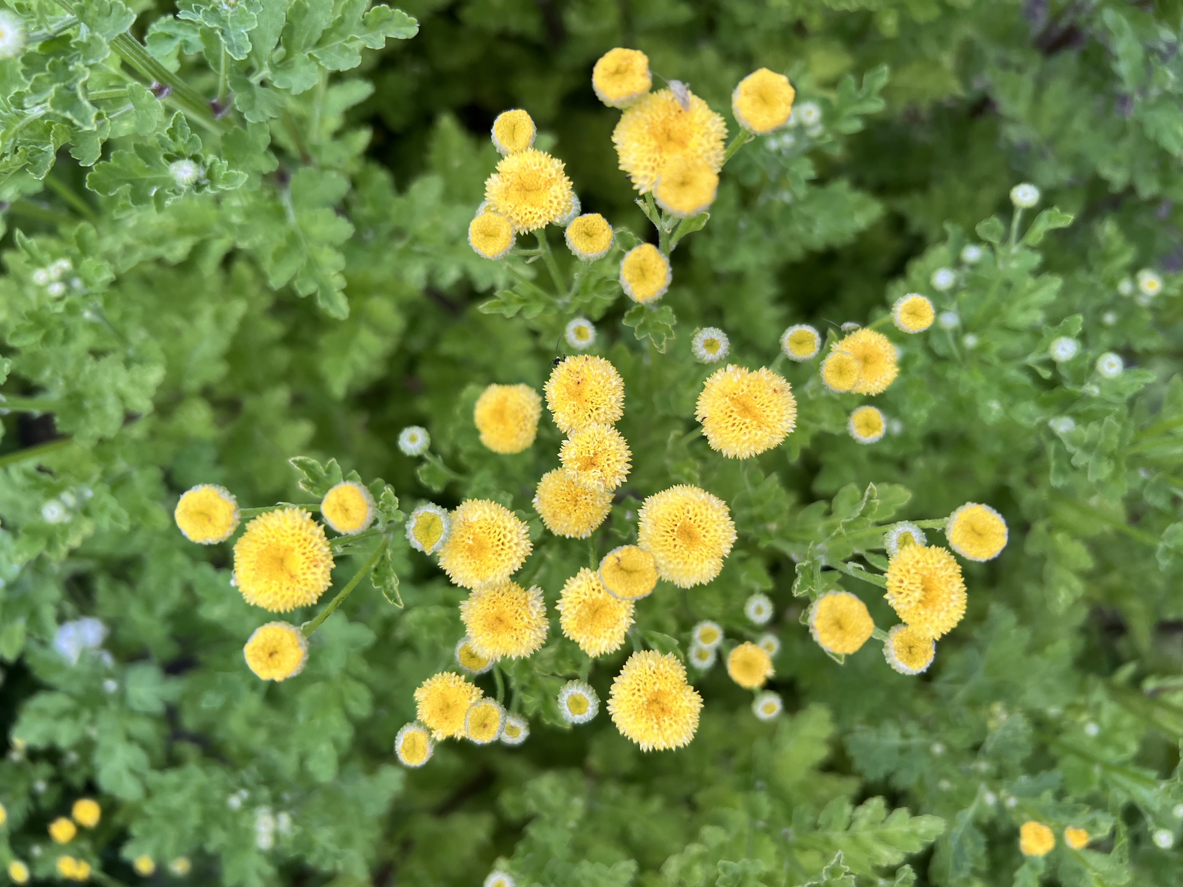 TANACETUM parthenium Vegmo Sunny Ball