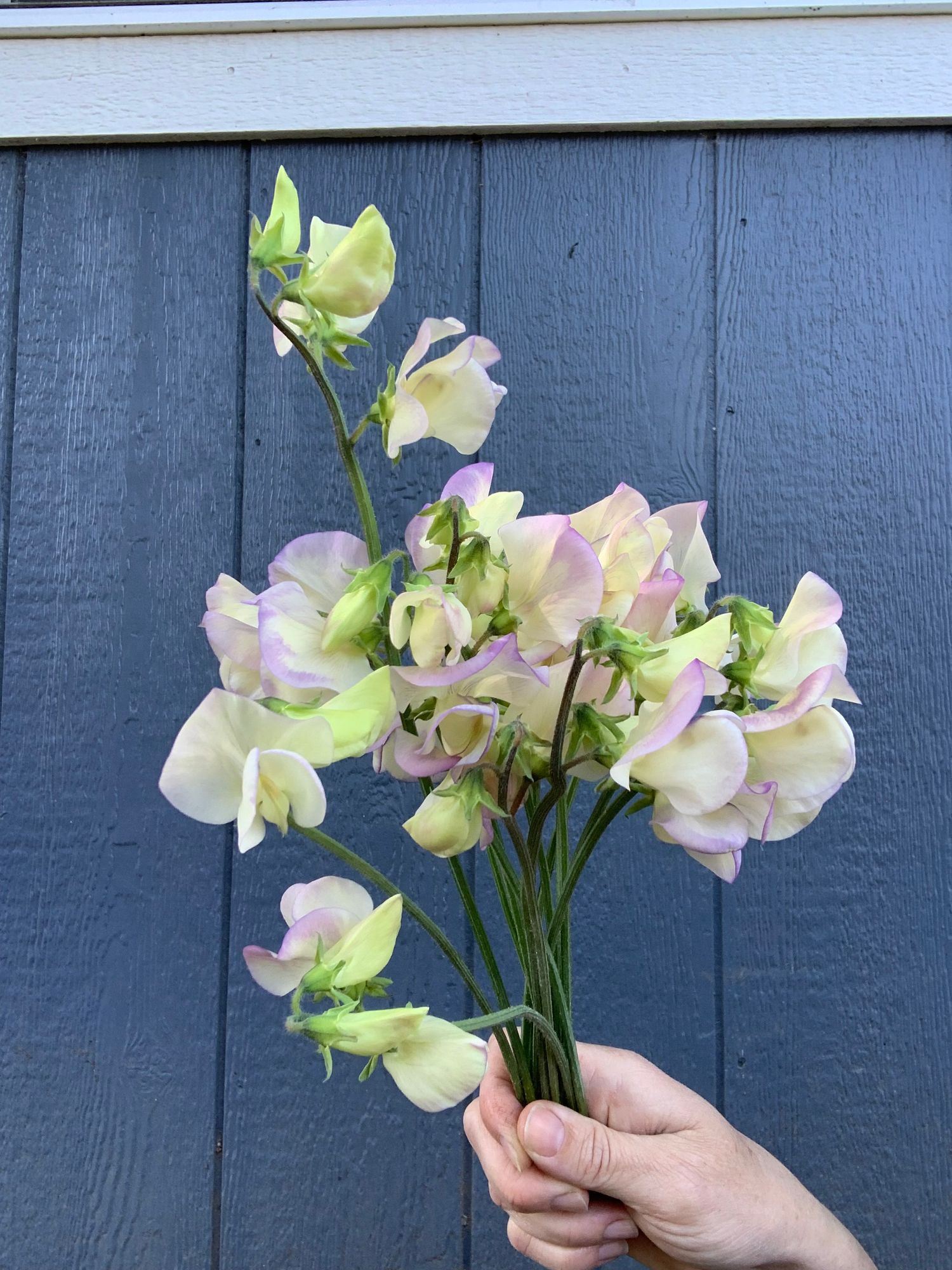LATHYRUS odoratus