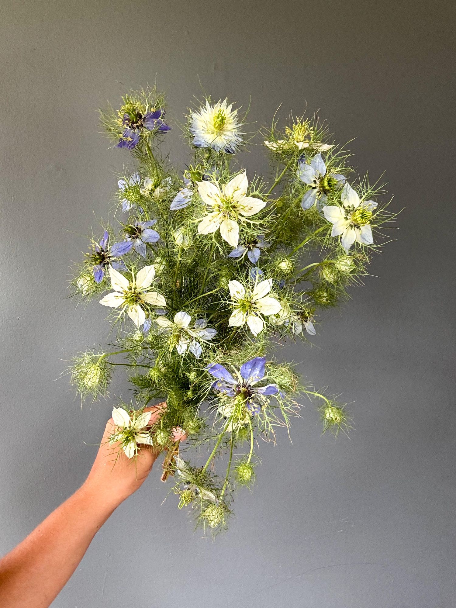 NIGELLA