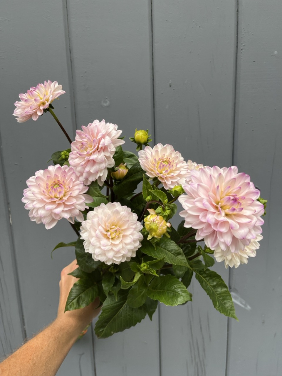 DAHLIA Silver Years