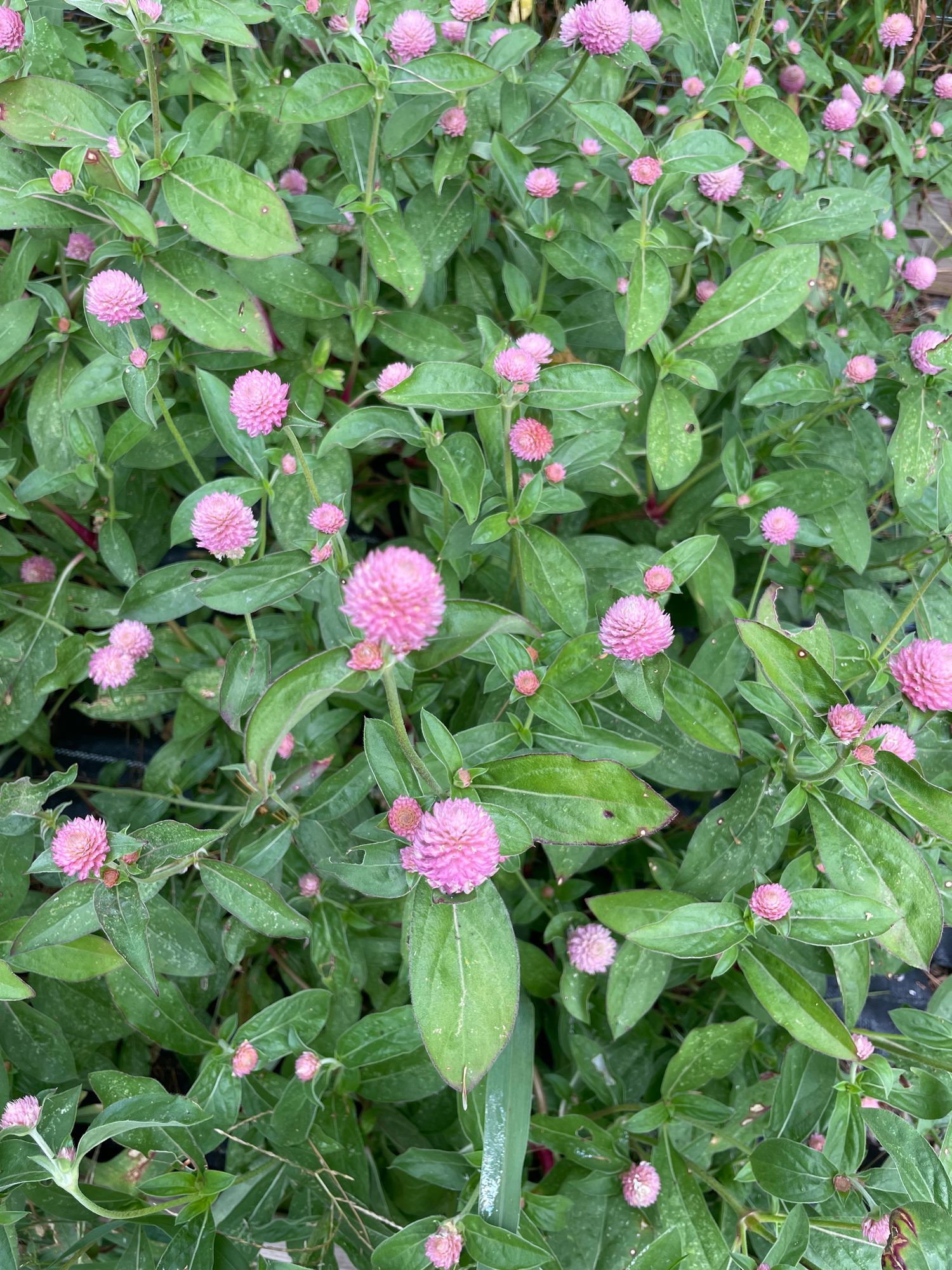 GOMPHRENA globosa