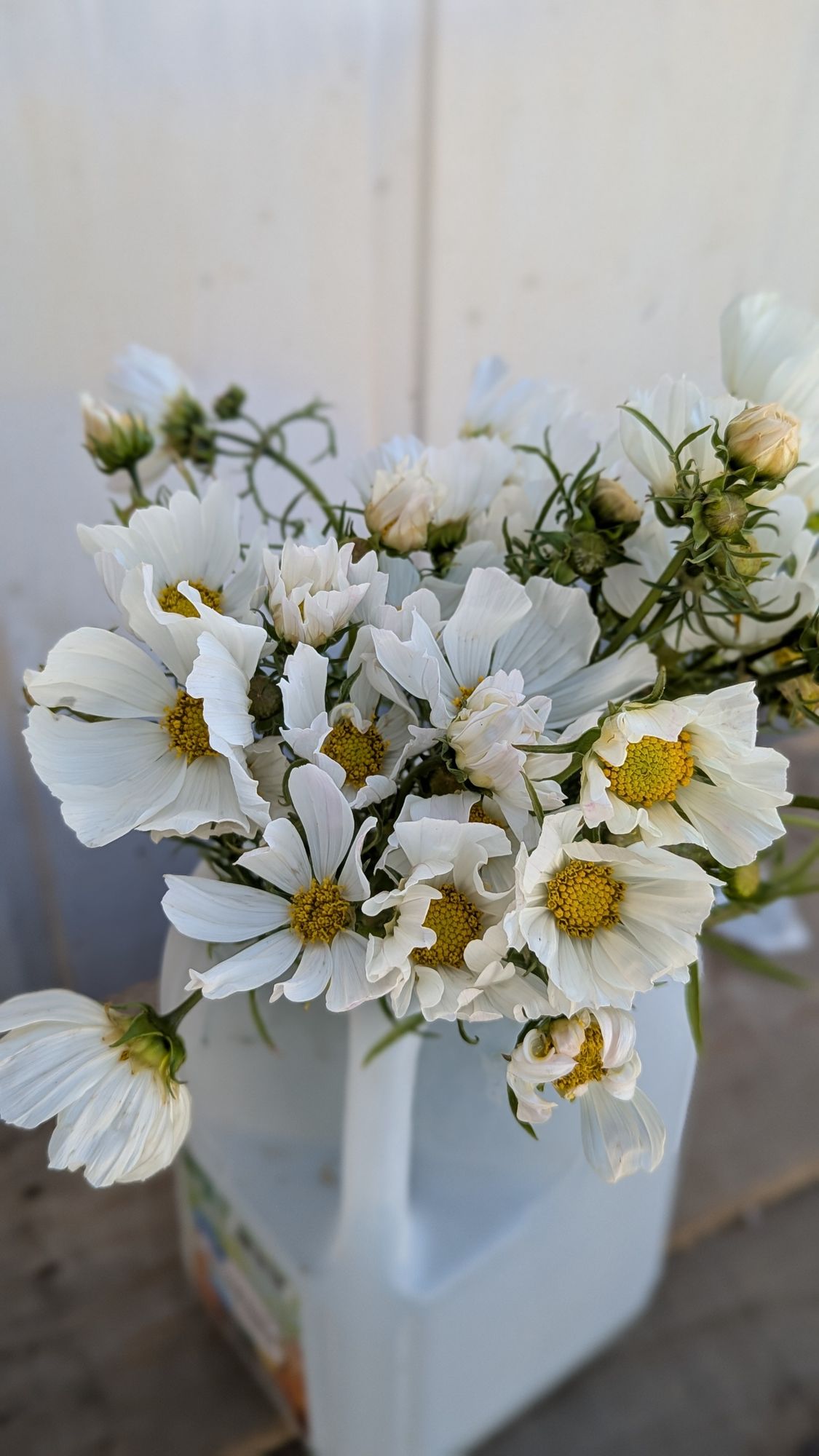 COSMOS bipinnatus Afternoon White