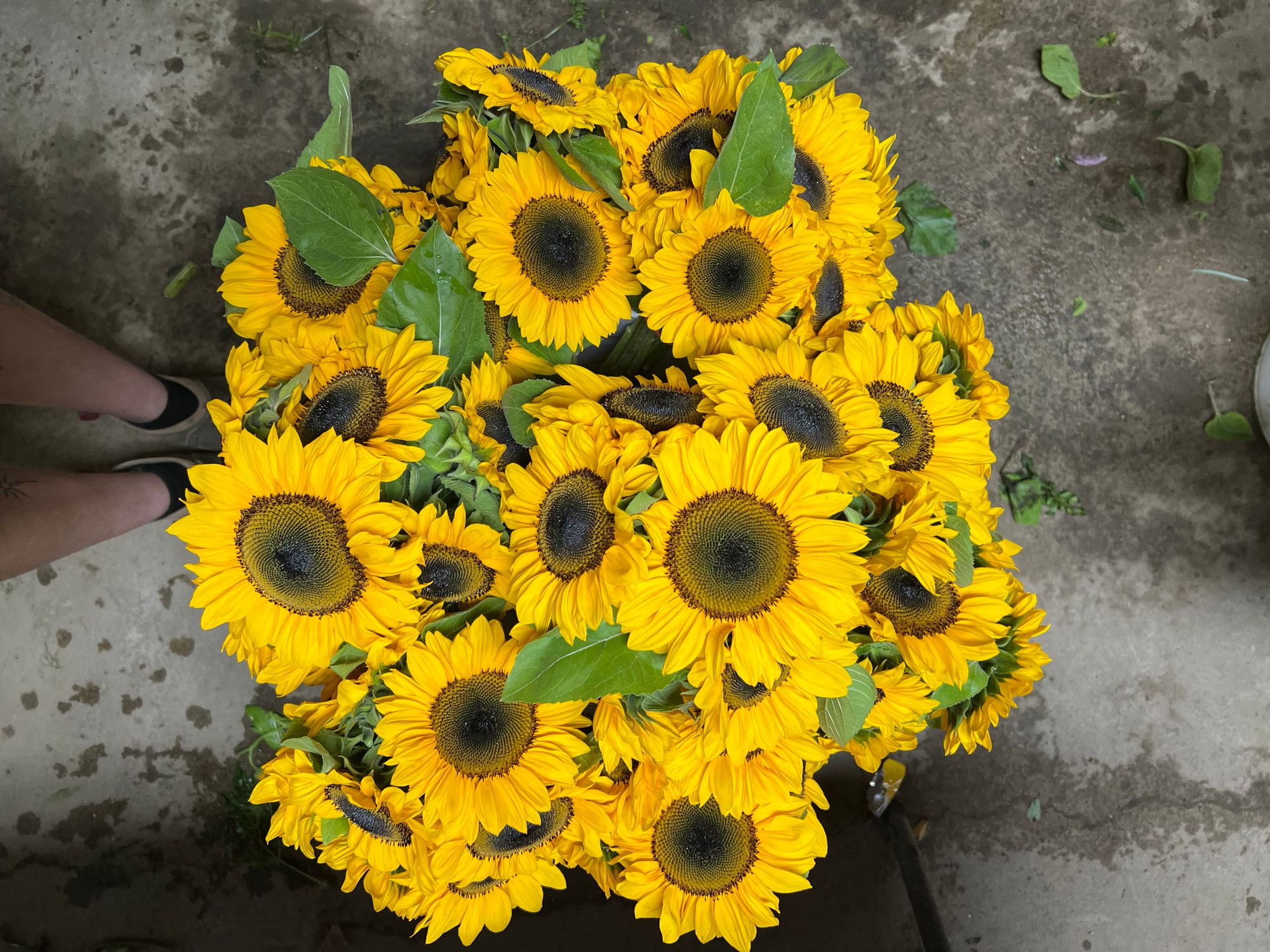 HELIANTHUS Sunrich Summer Provence