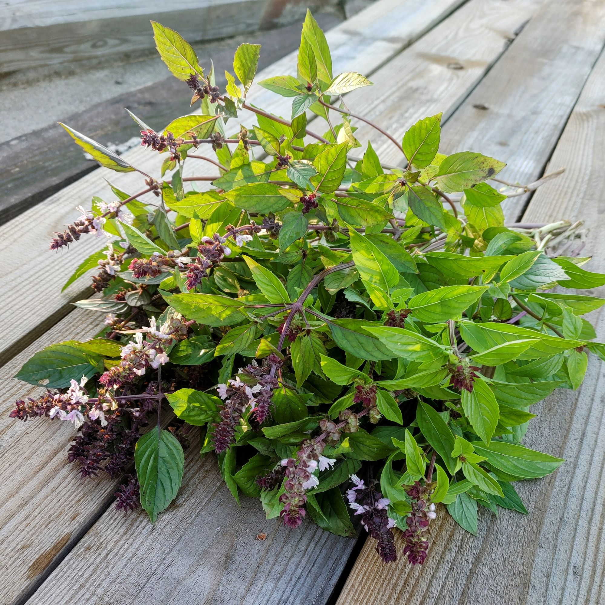 OCIMUM basilicum Cinamonette