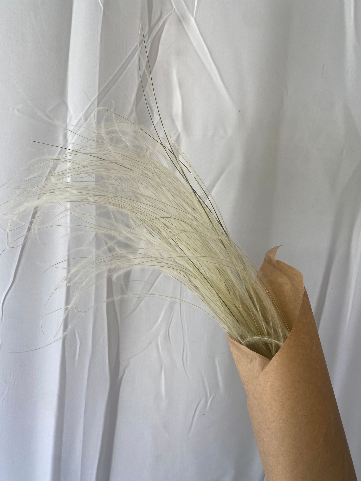 STIPA capillata