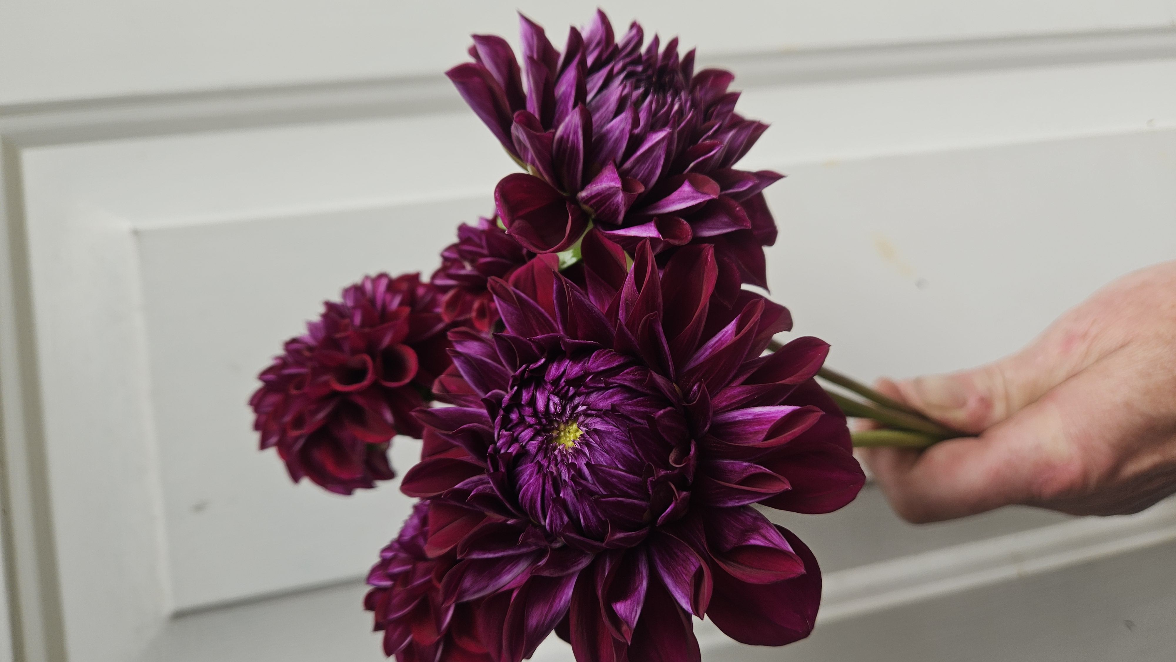 DAHLIA Diva
