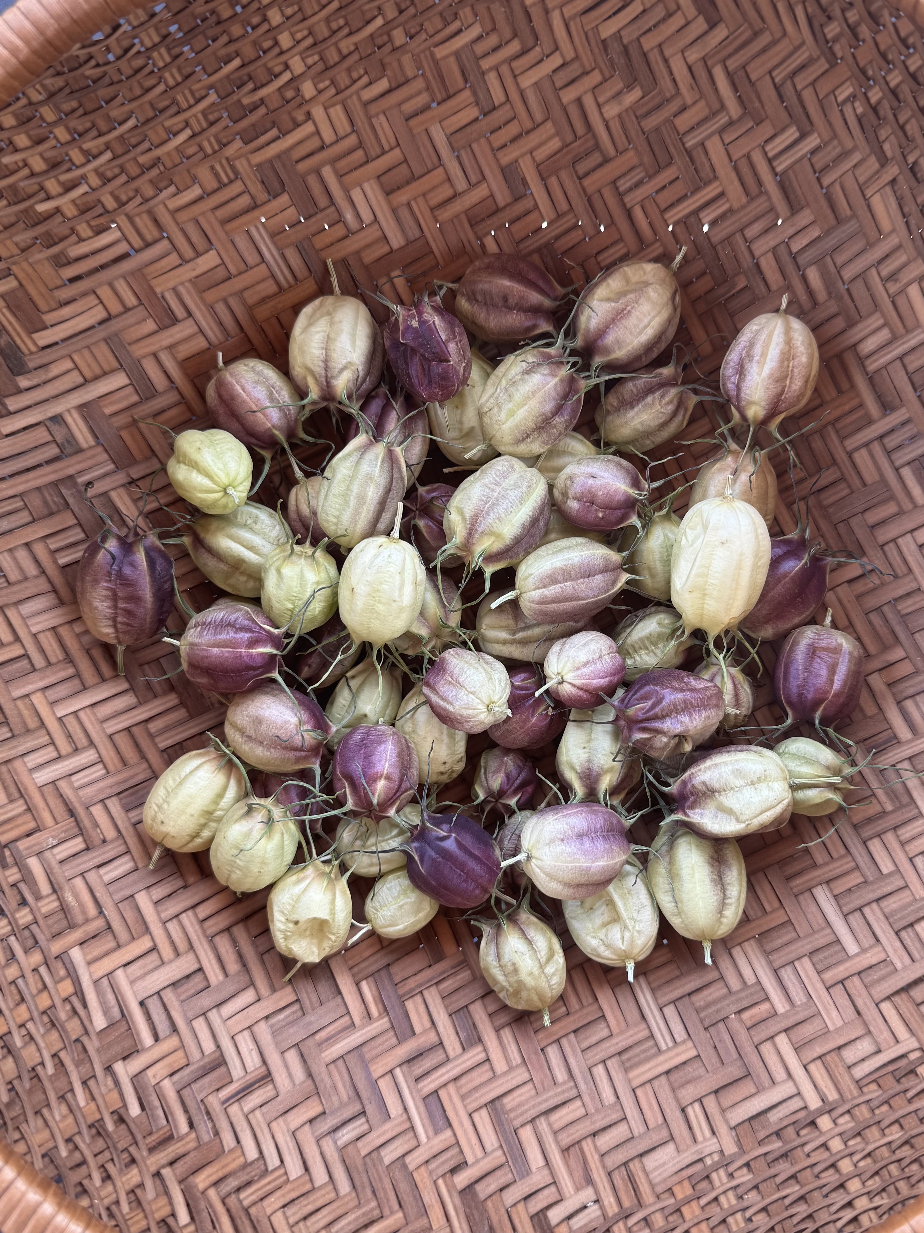 Dried Nigella pods #60