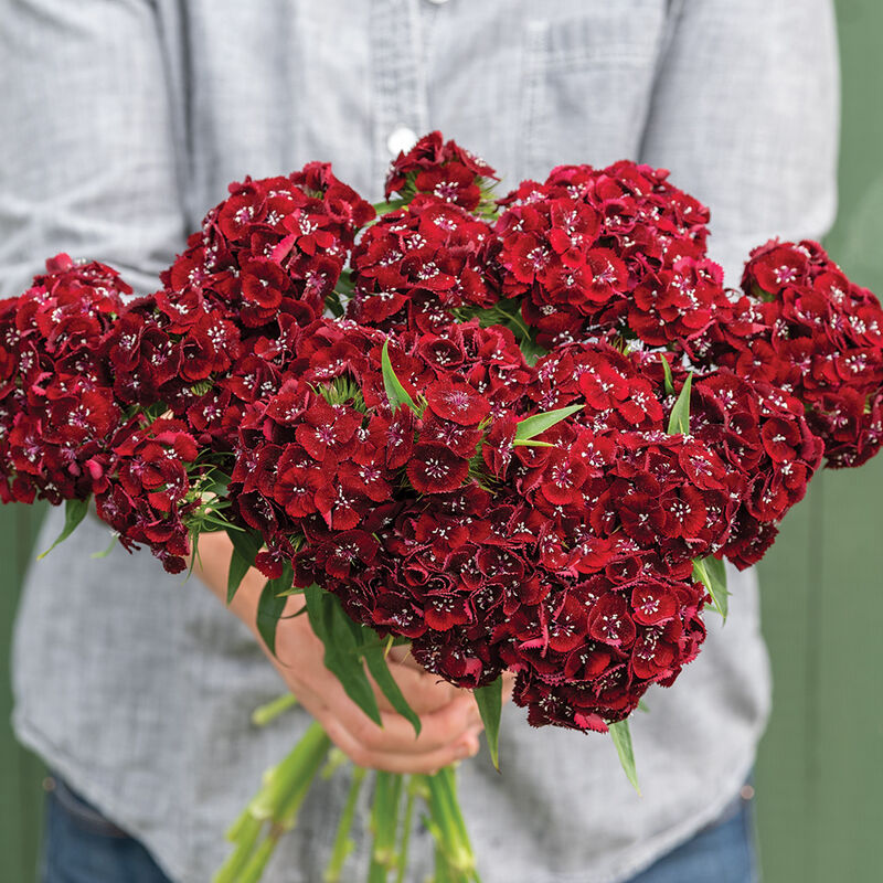 DIANTHUS barbatus Sweet Black Cherry