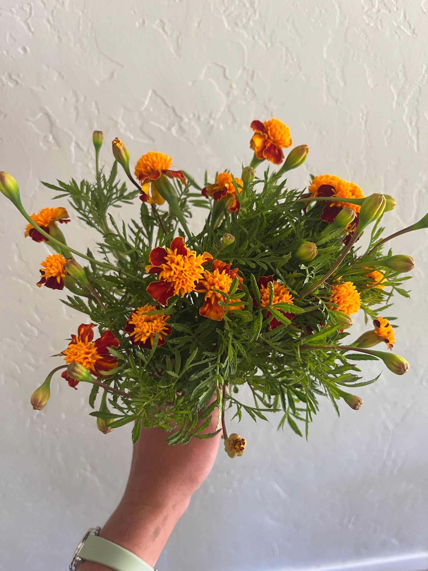 TAGETES patula