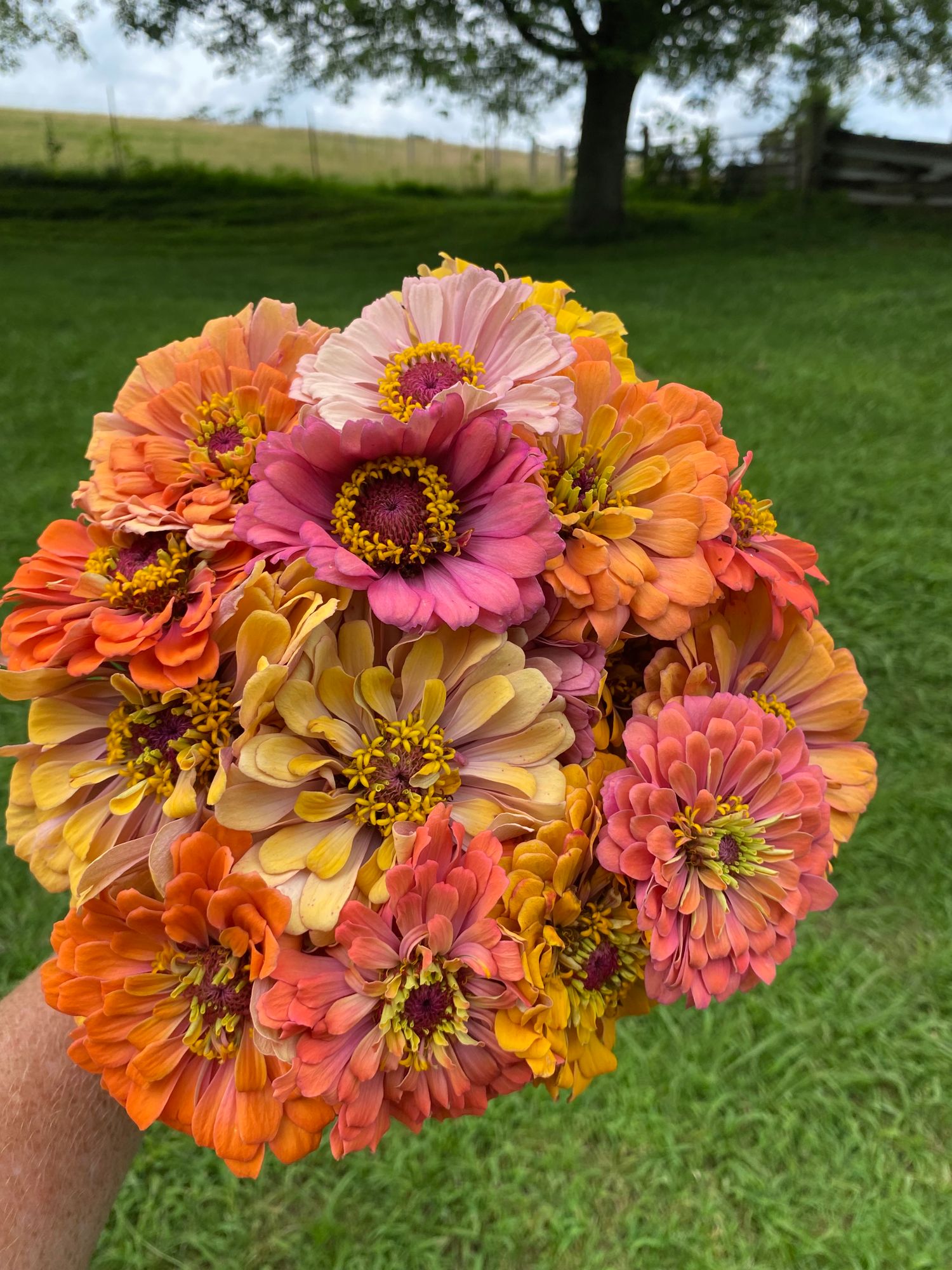 ZINNIA elegans Aurora