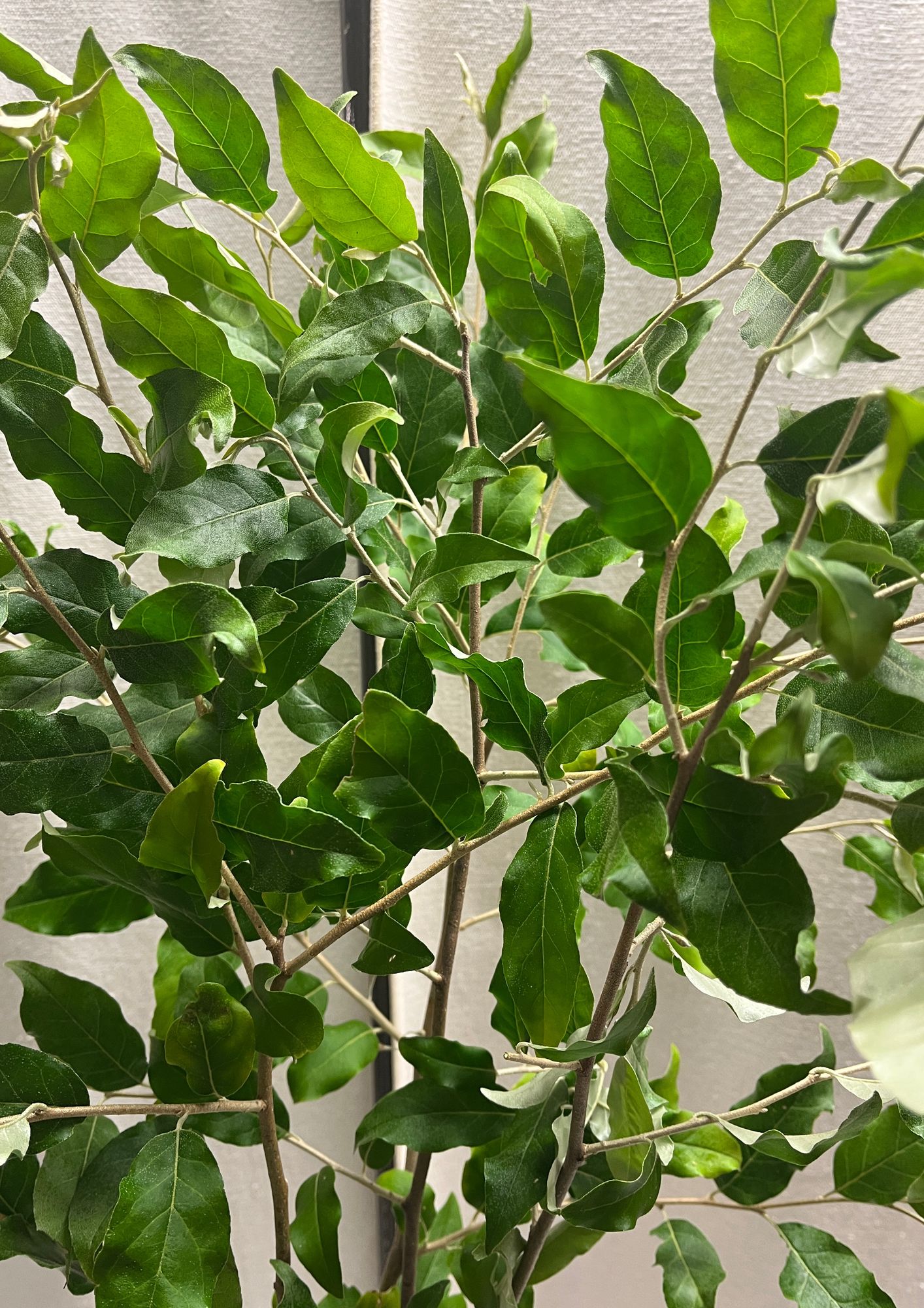 ELAEAGNUS angustifolia