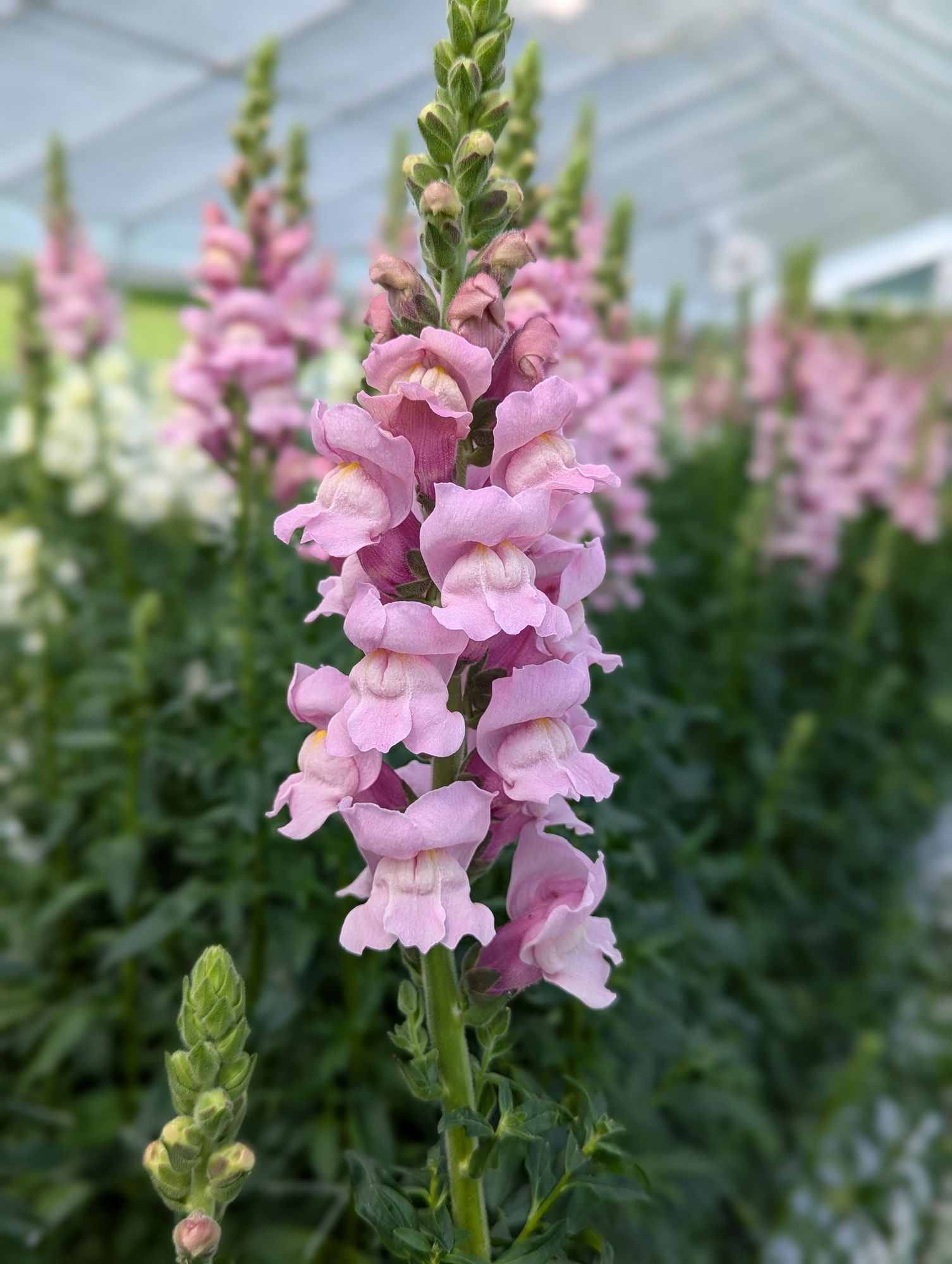 ANTIRRHINUM majus Maryland